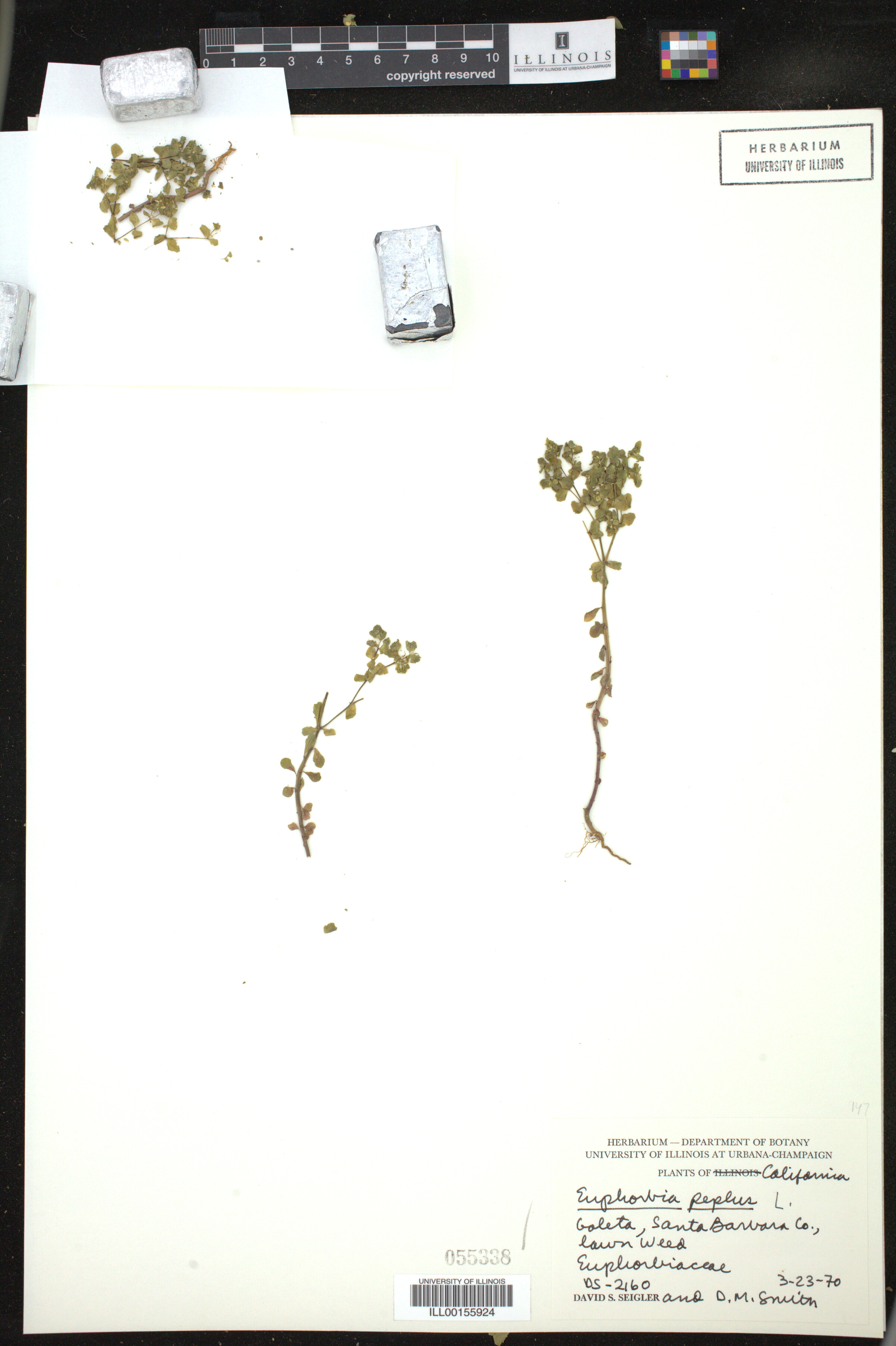 Euphorbia peplus image