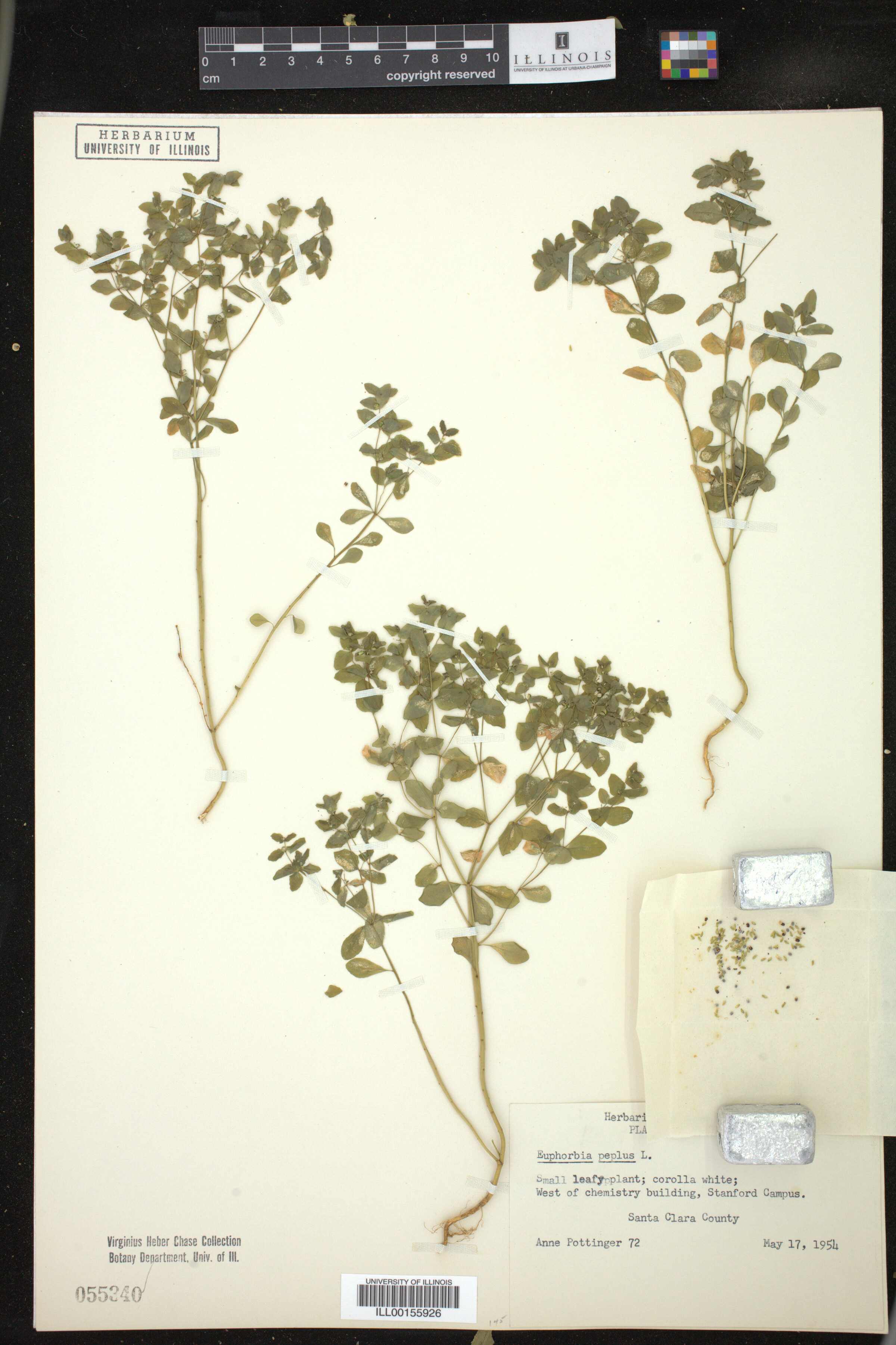 Euphorbia peplus image