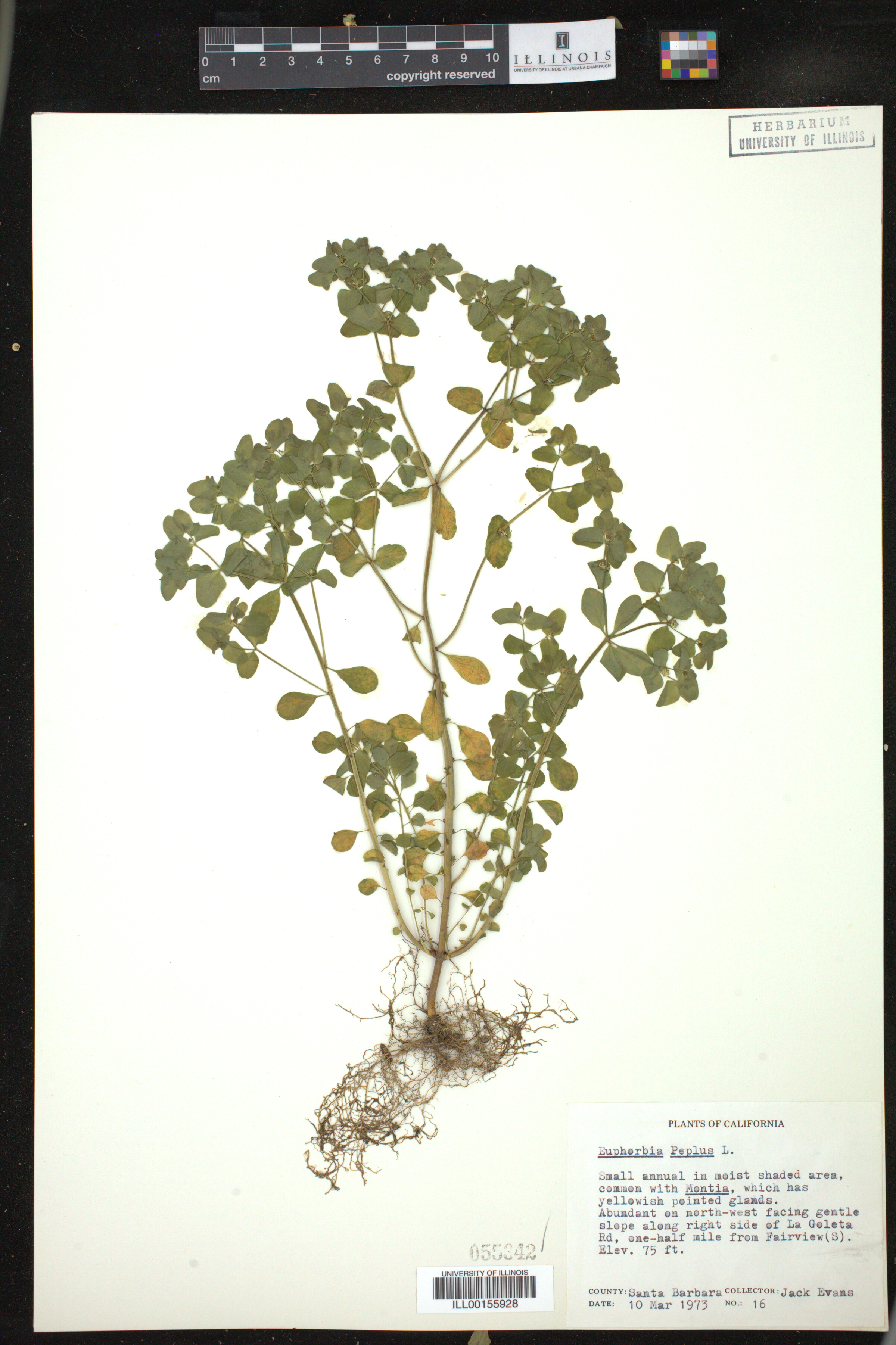 Euphorbia peplus image