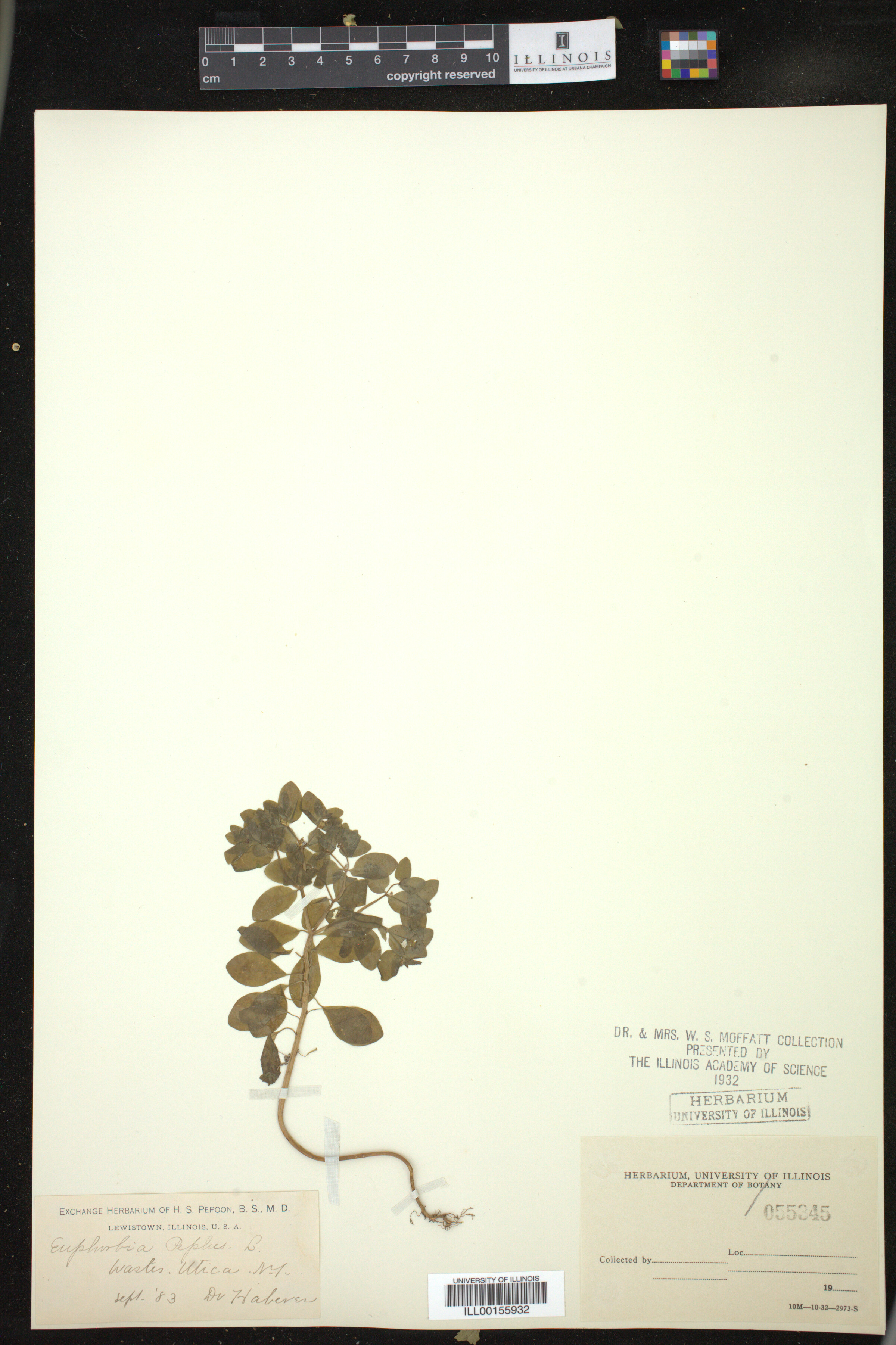Euphorbia peplus image