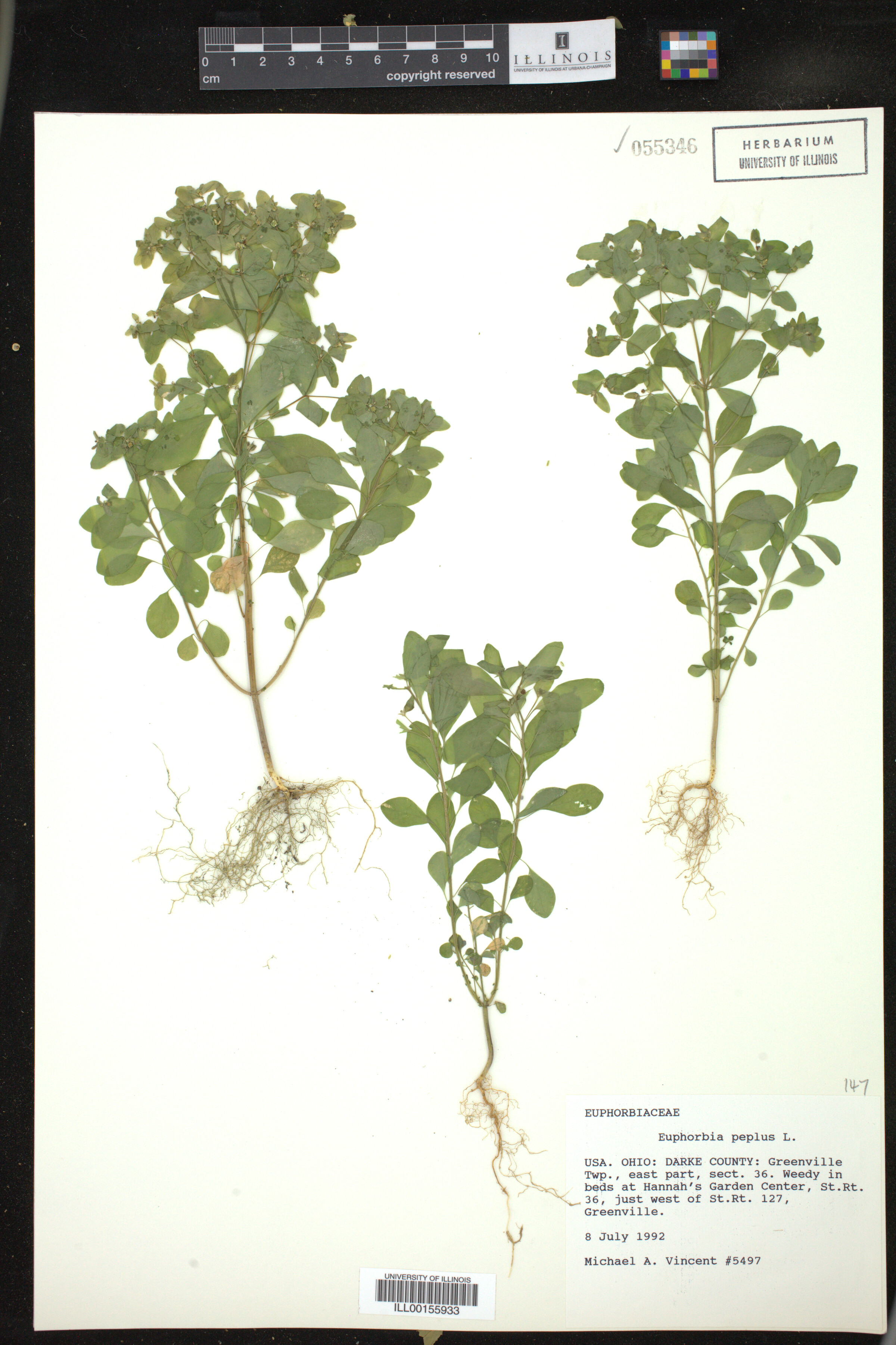 Euphorbia peplus image