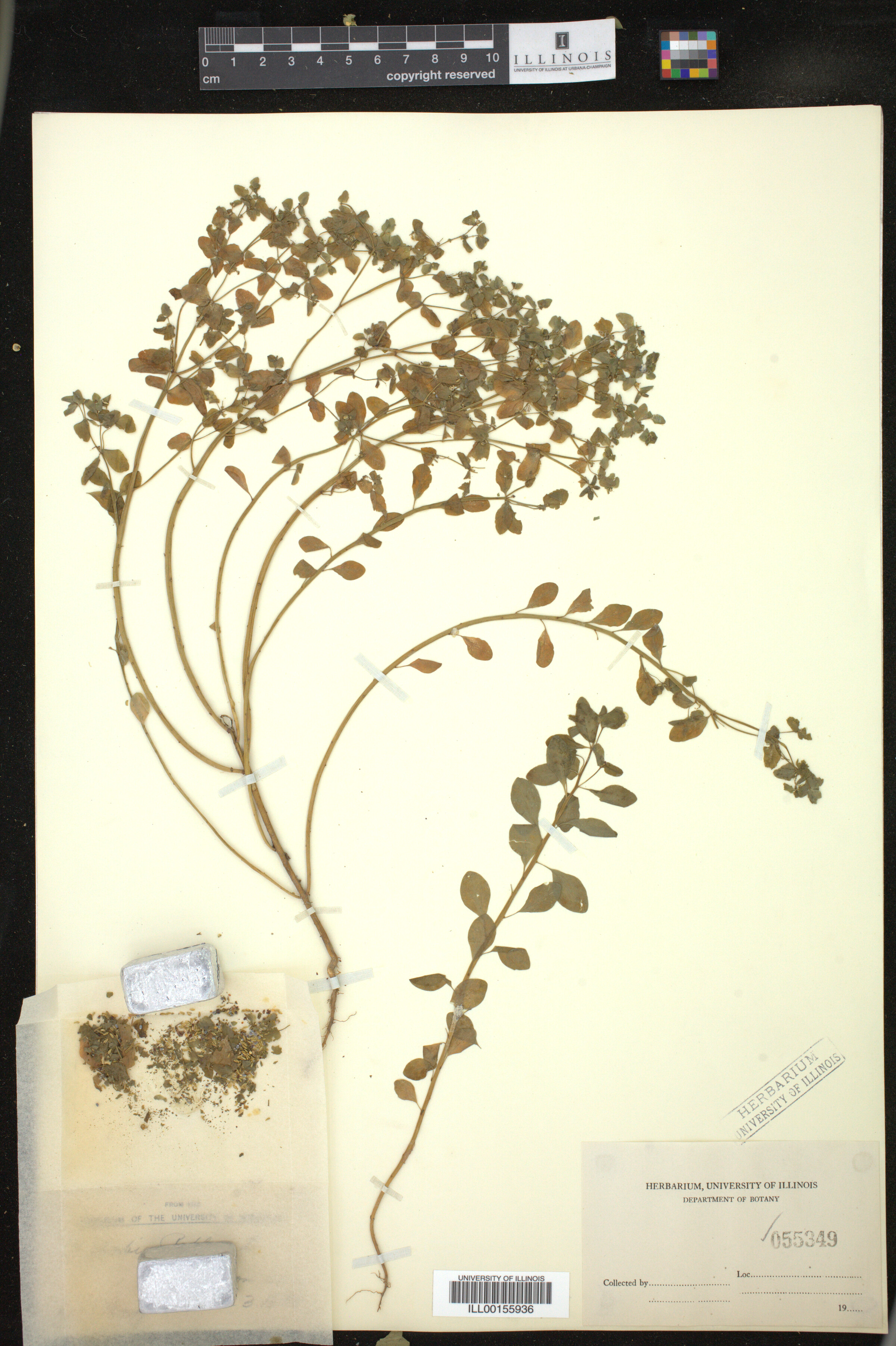 Euphorbia peplus image