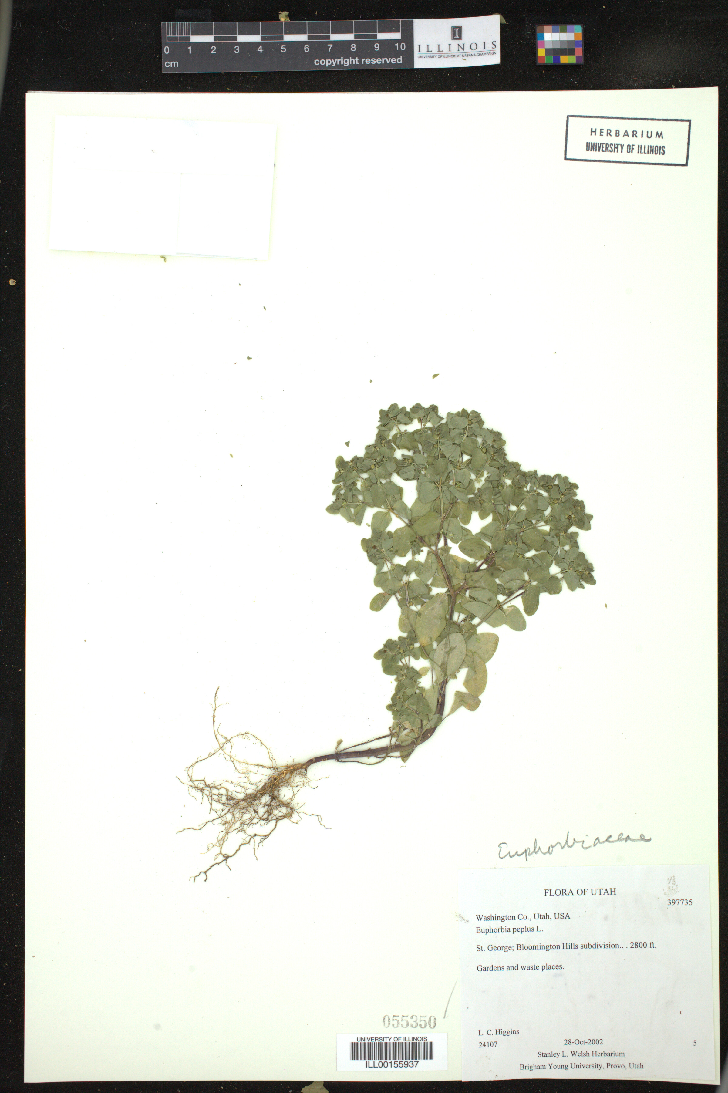 Euphorbia peplus image