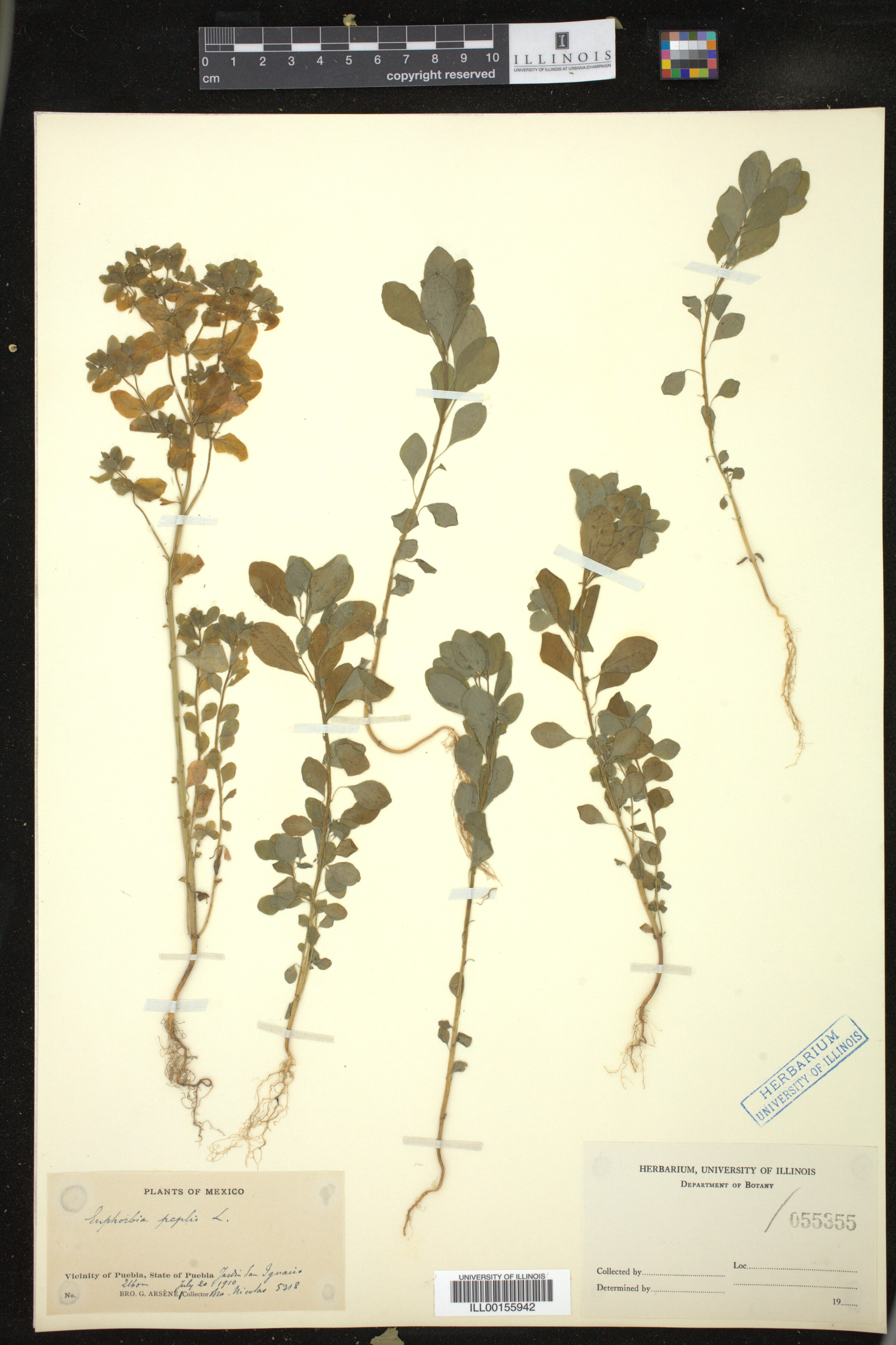 Euphorbia peplus image