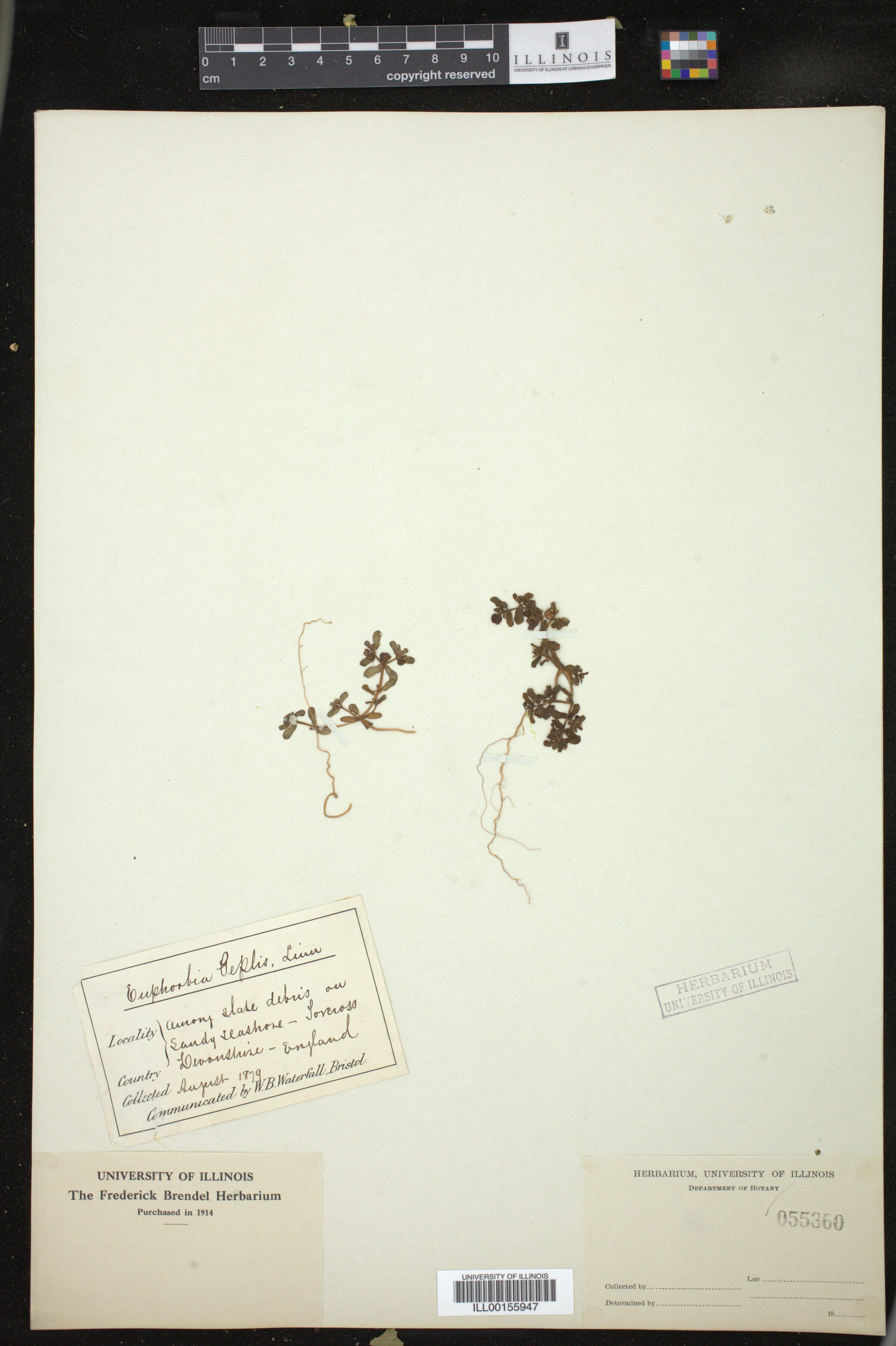 Euphorbia peplus image