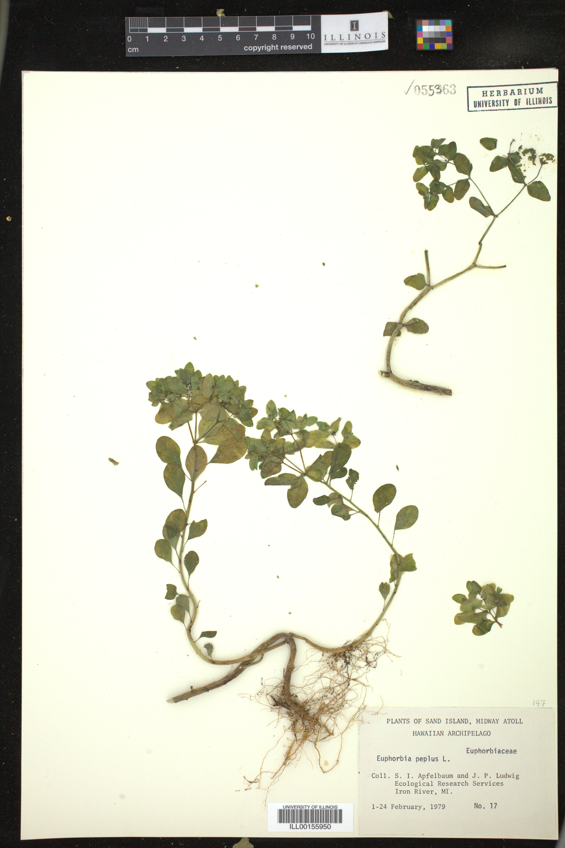 Euphorbia peplus image