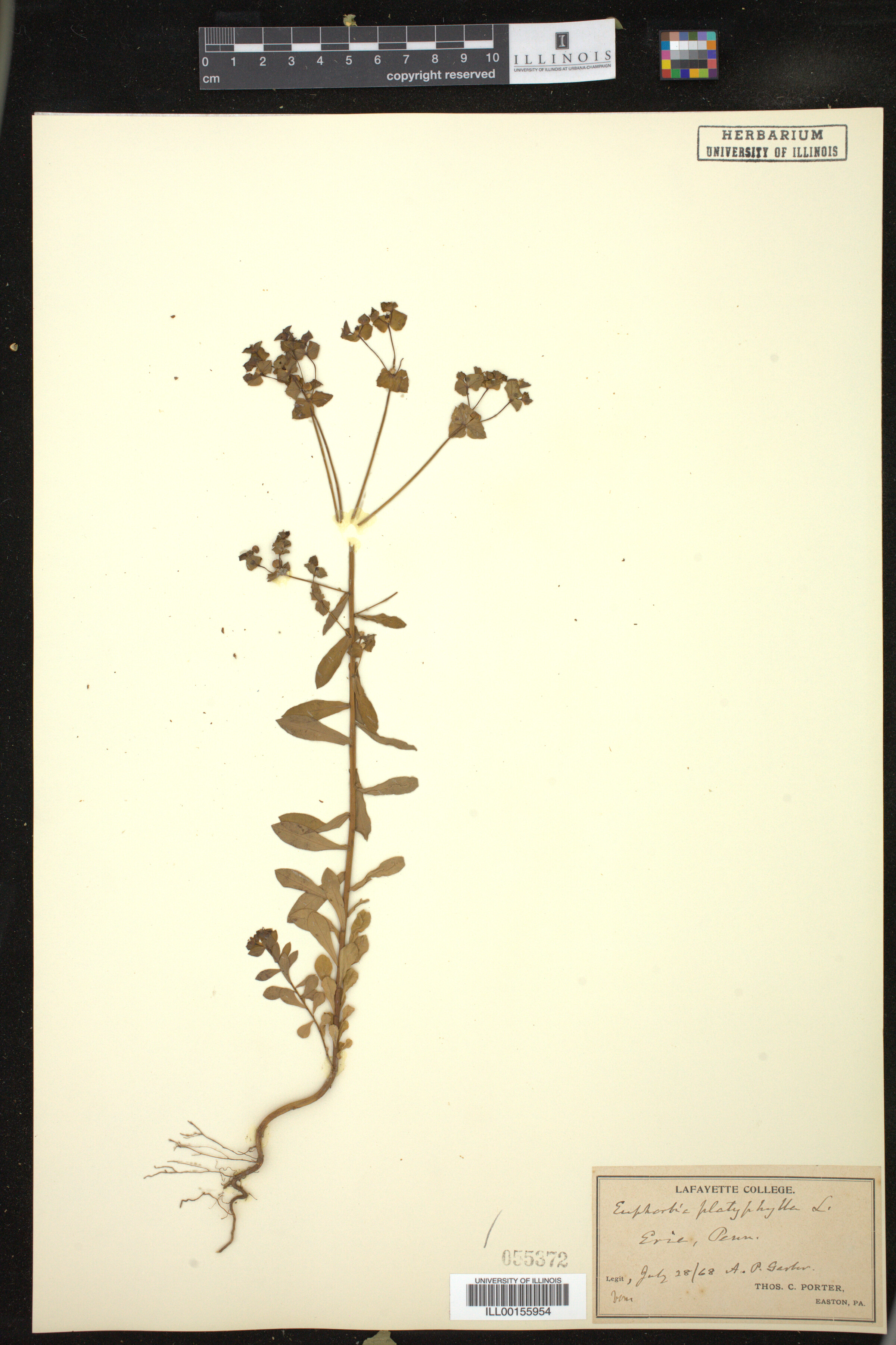 Euphorbia platyphyllos image