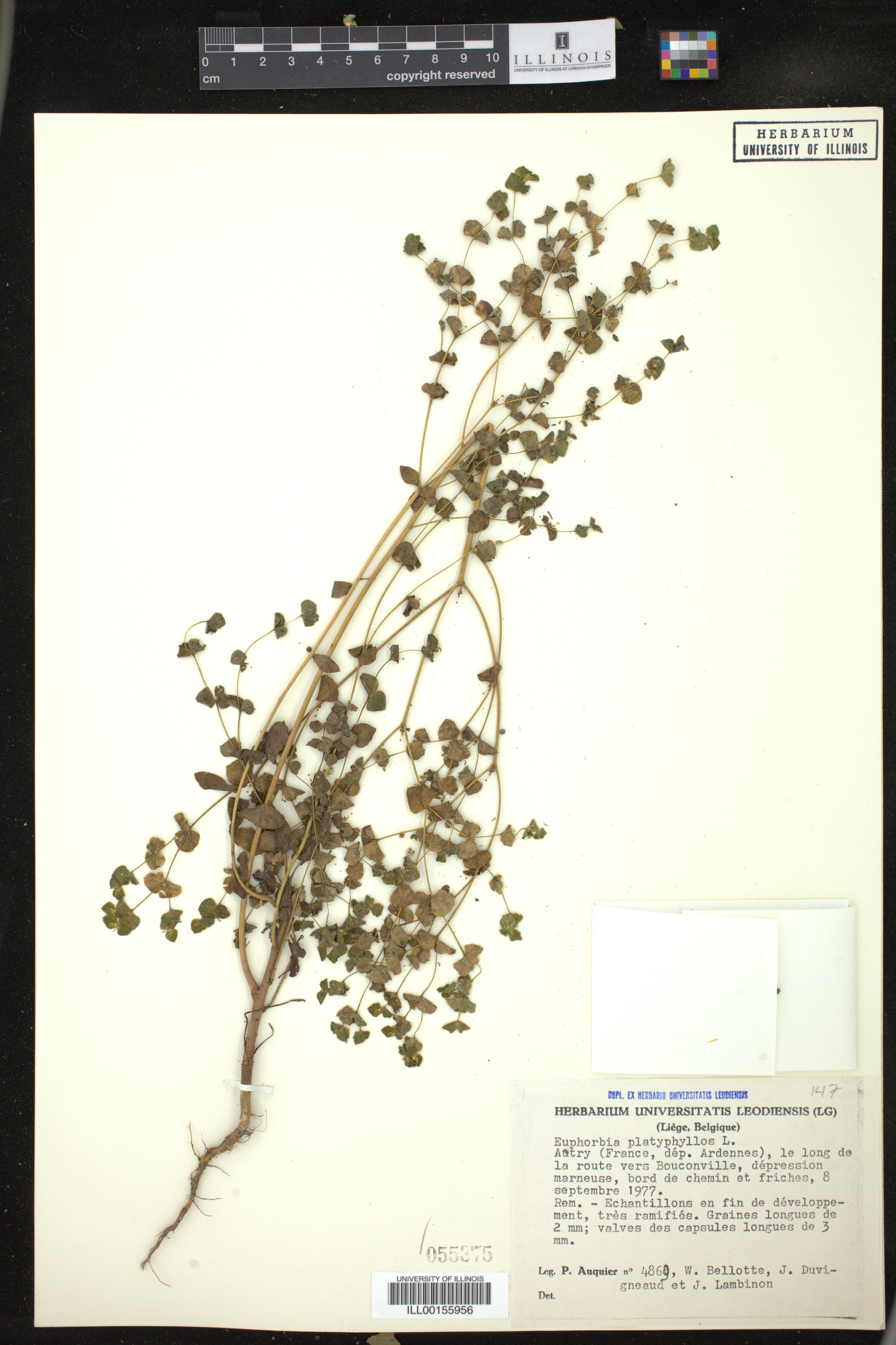Euphorbia platyphyllos image