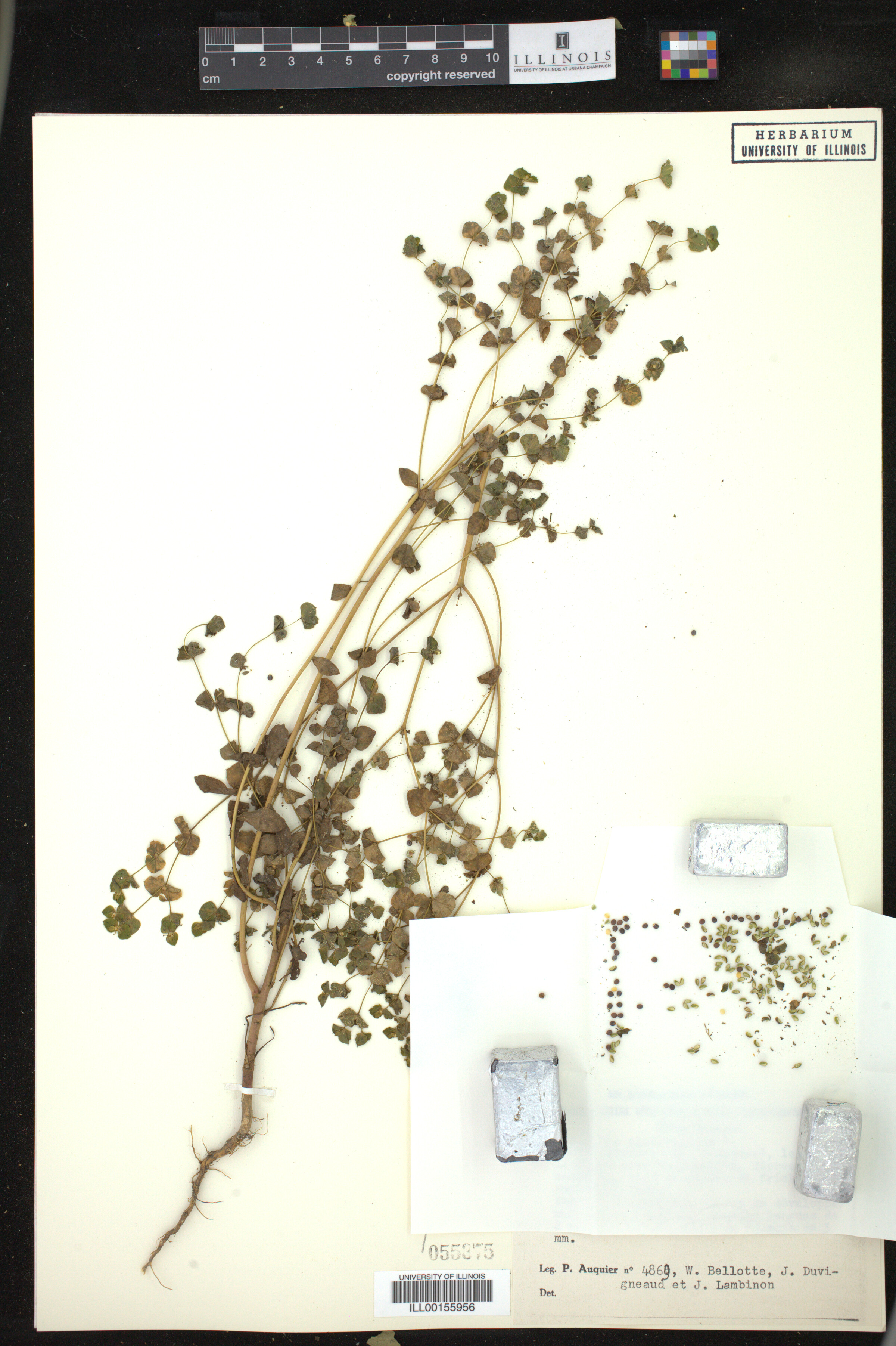 Euphorbia platyphyllos image
