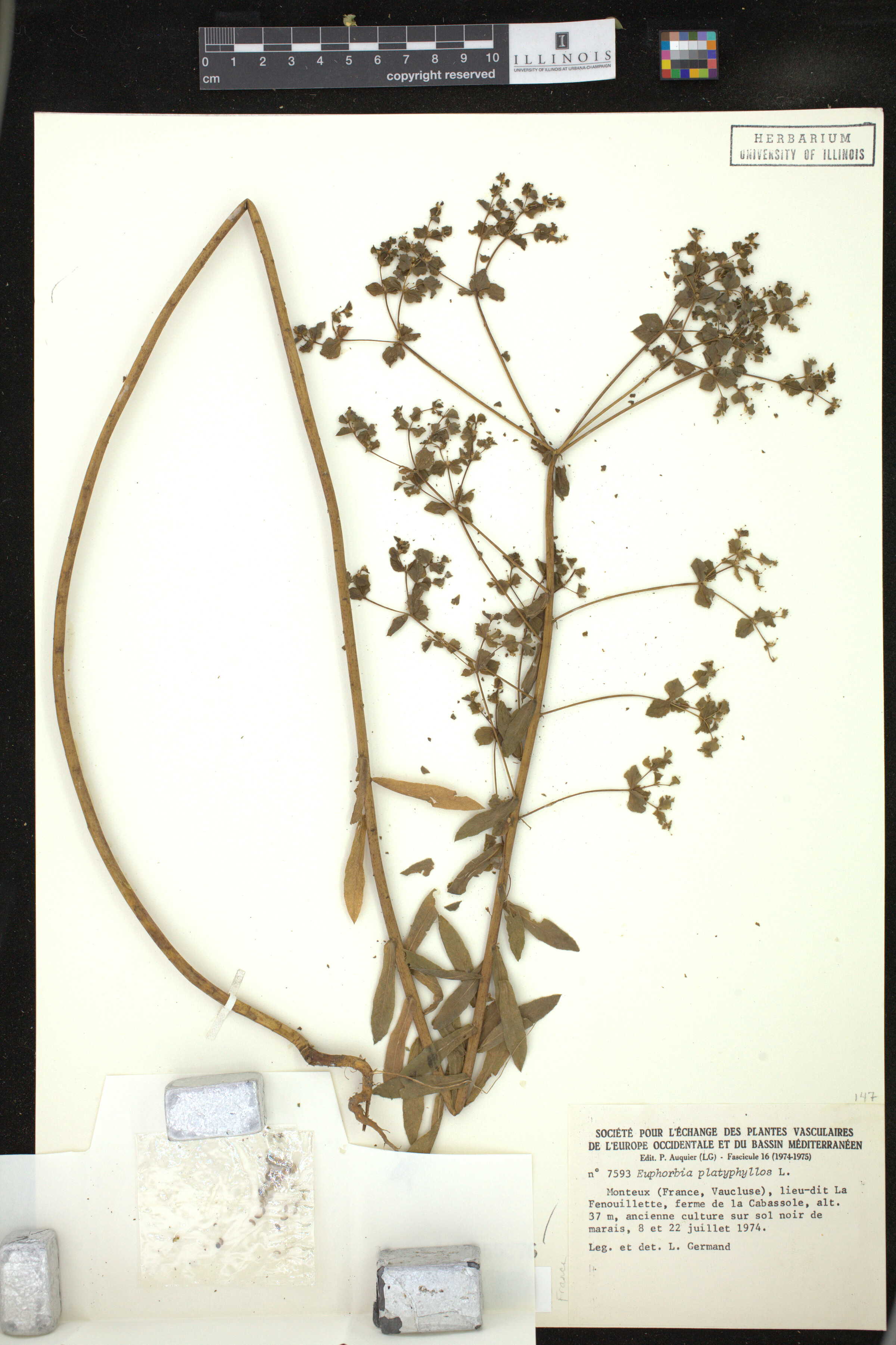 Euphorbia platyphyllos image