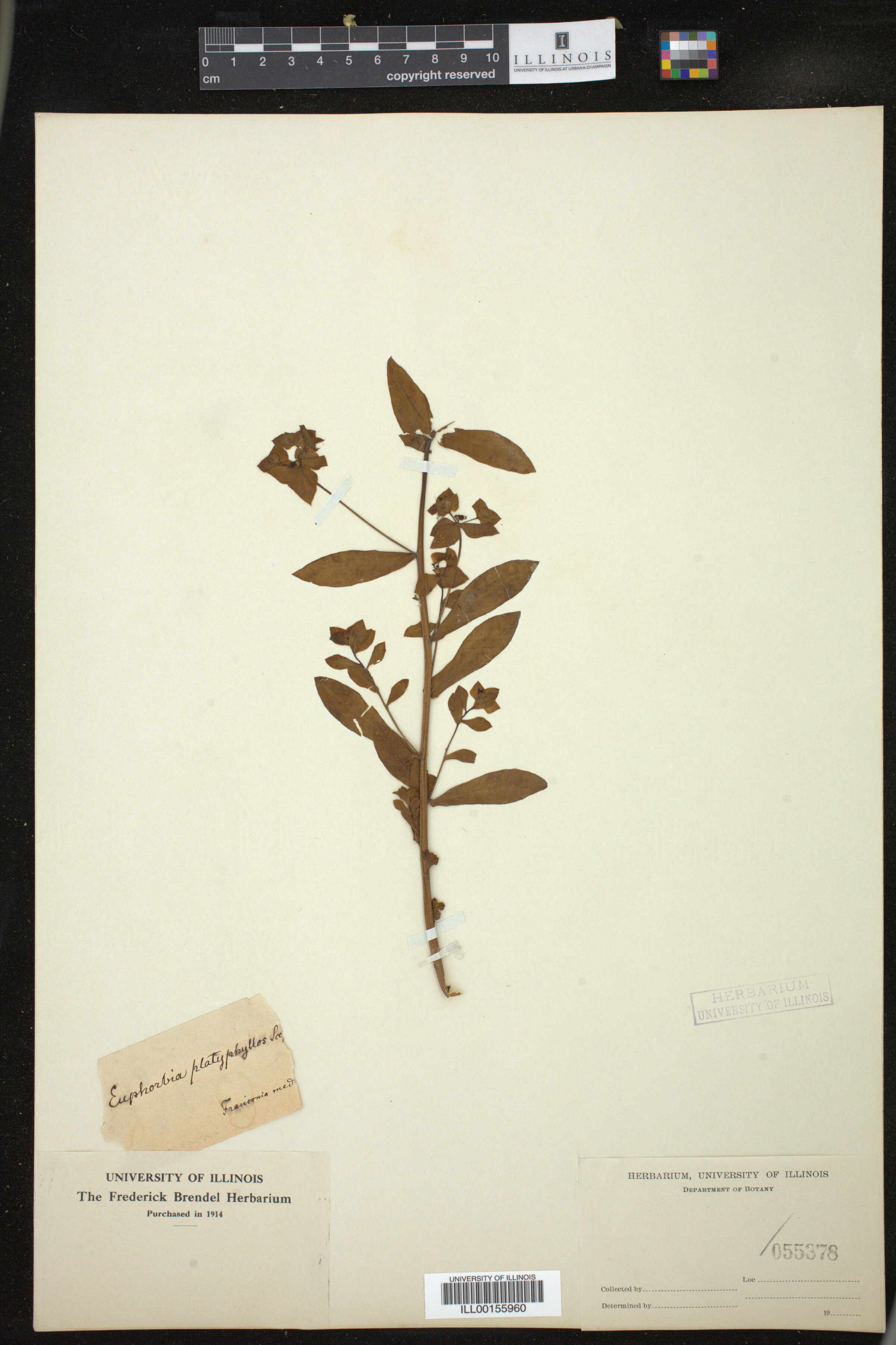 Euphorbia platyphyllos image