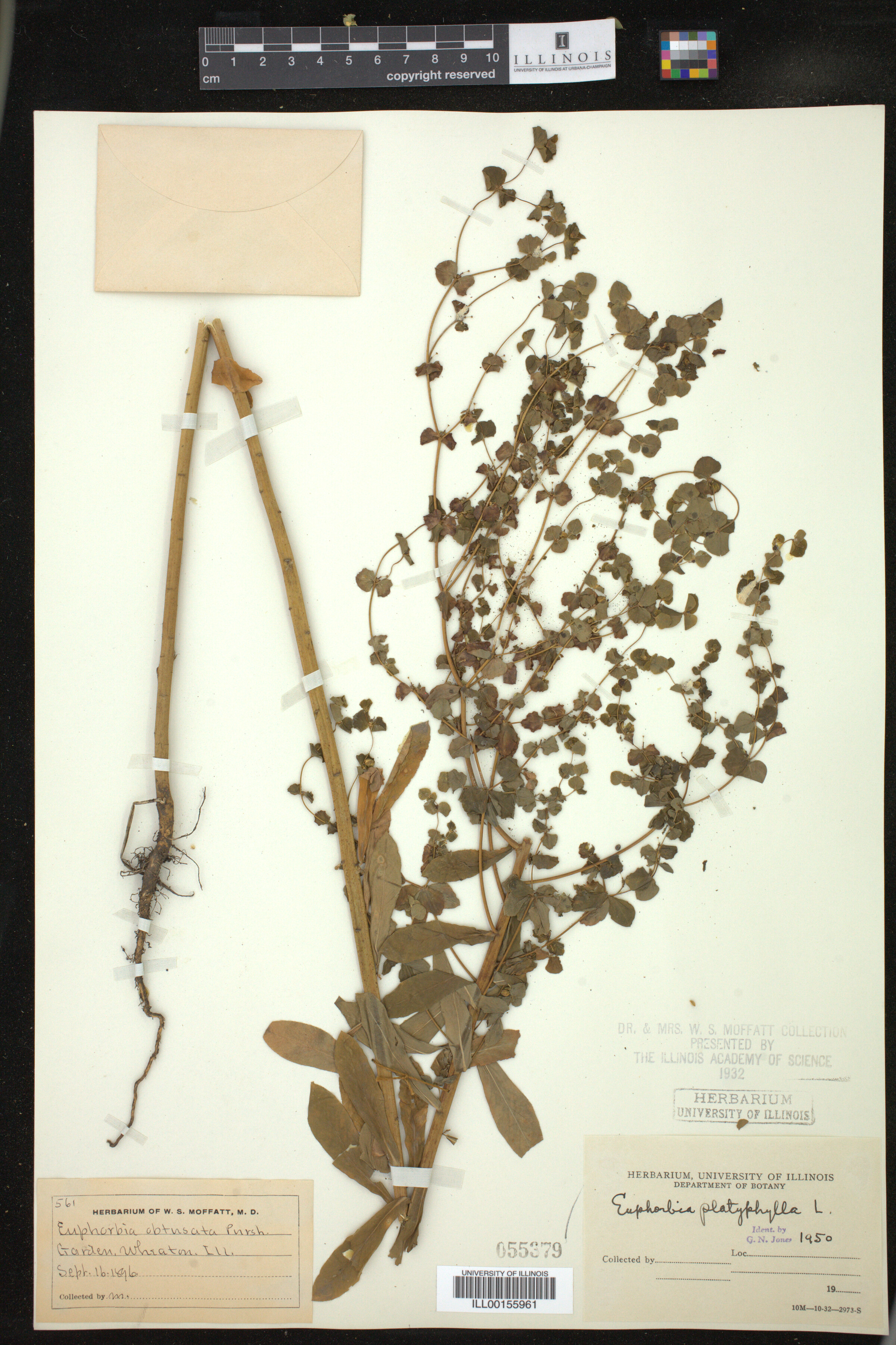 Euphorbia platyphyllos image