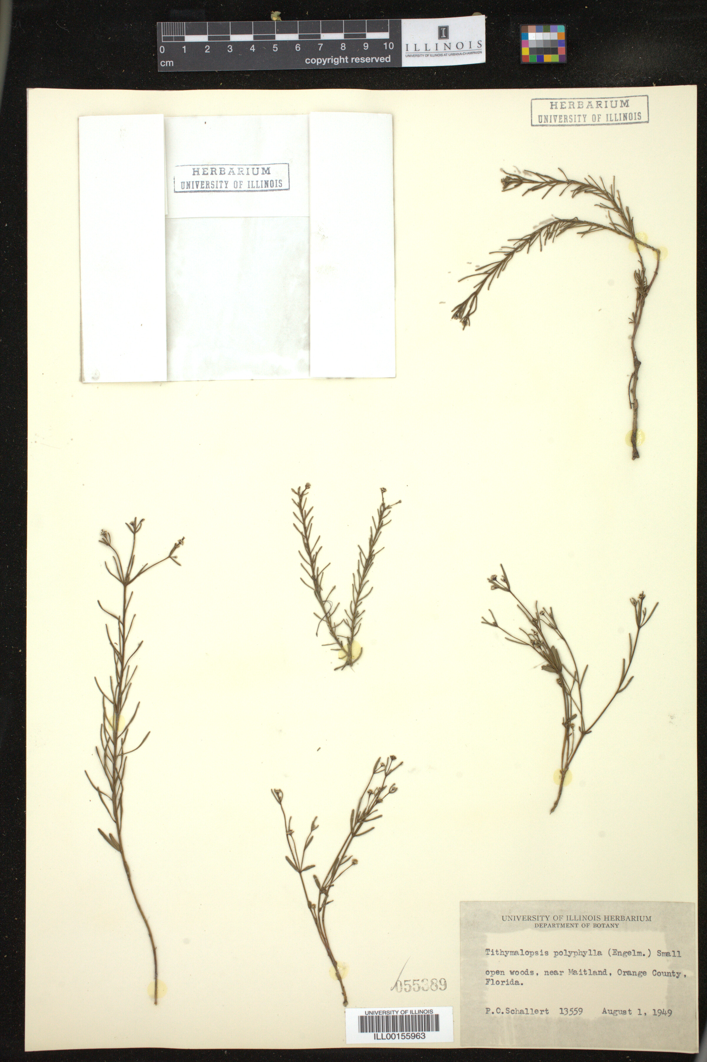 Euphorbia polyphylla image