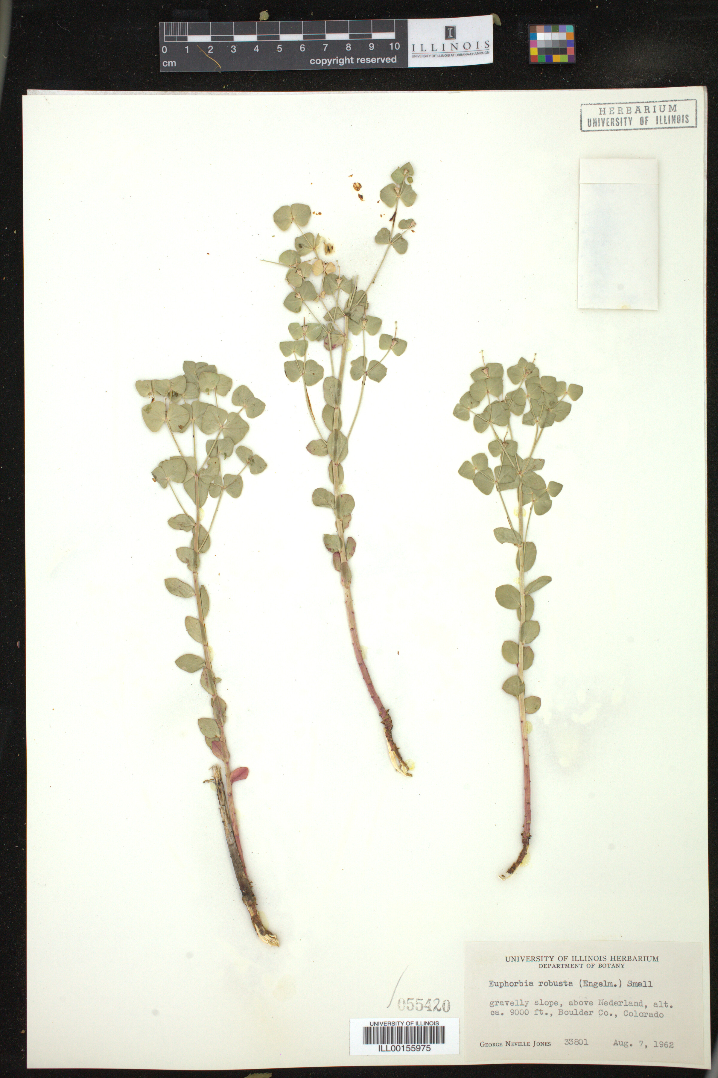 Euphorbia brachycera image