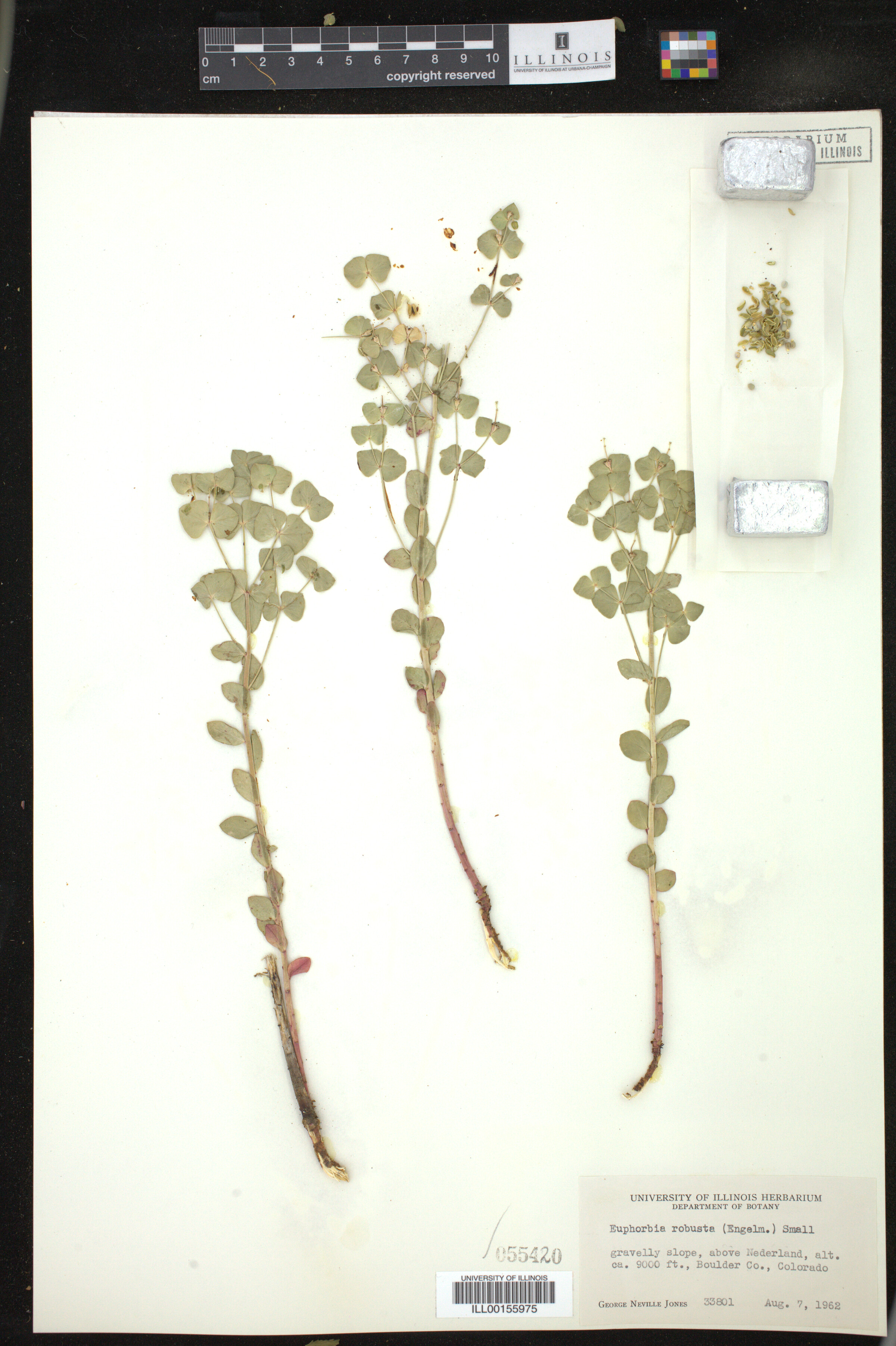 Euphorbia brachycera image