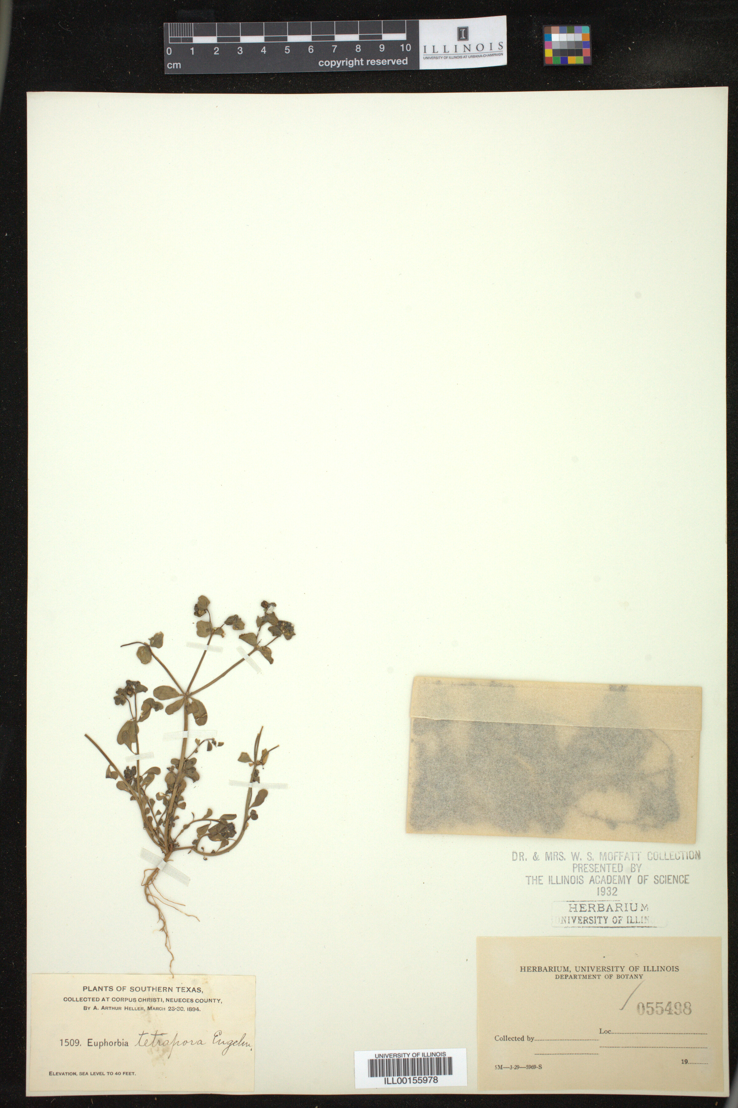 Euphorbia tetrapora image