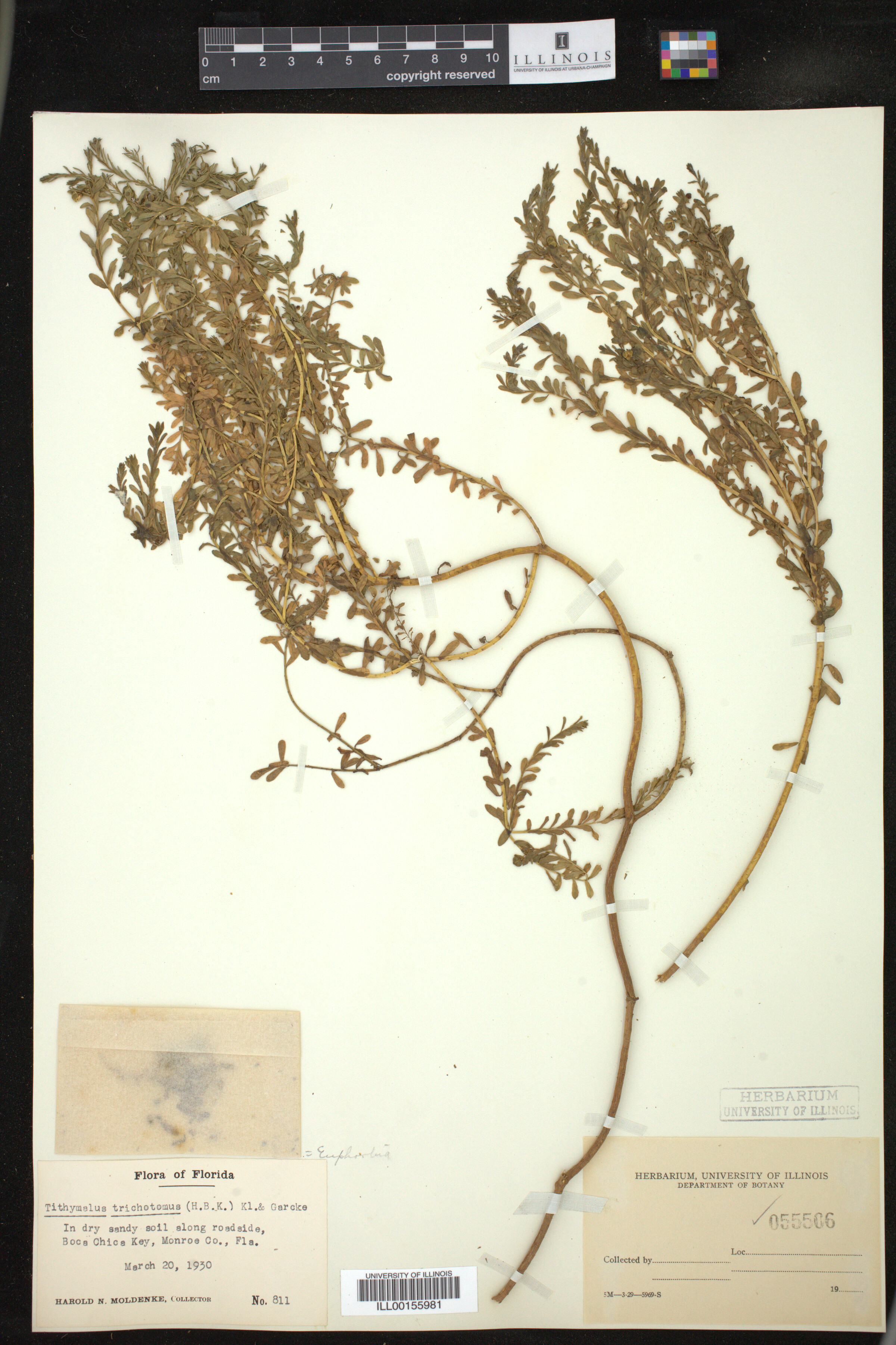 Euphorbia trichotoma image