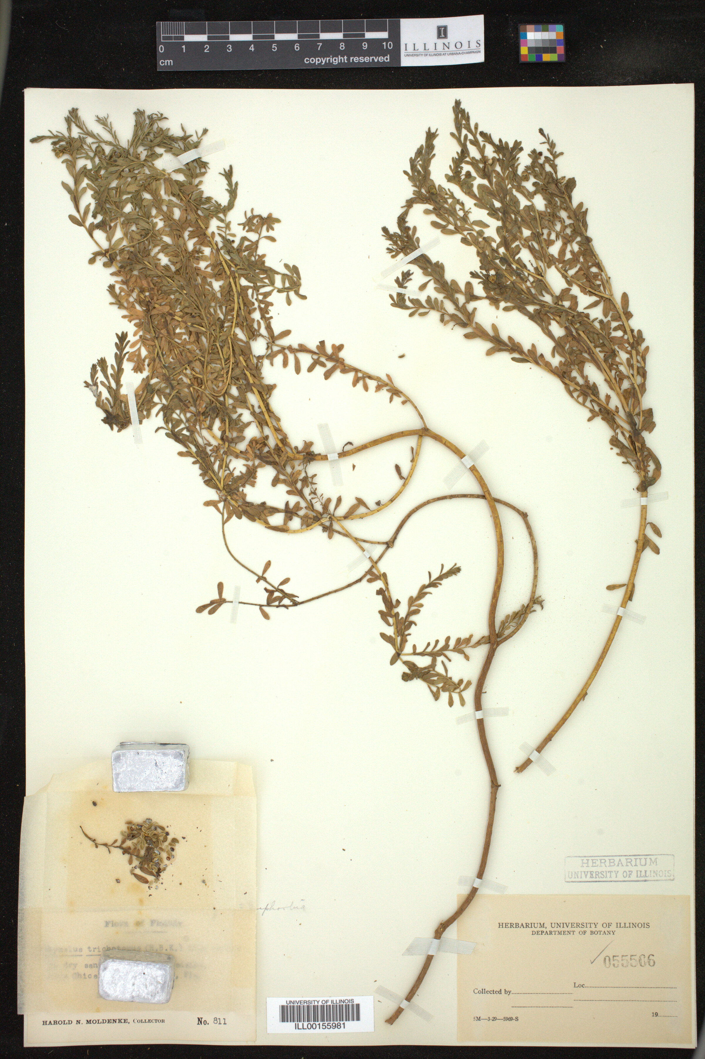 Euphorbia trichotoma image