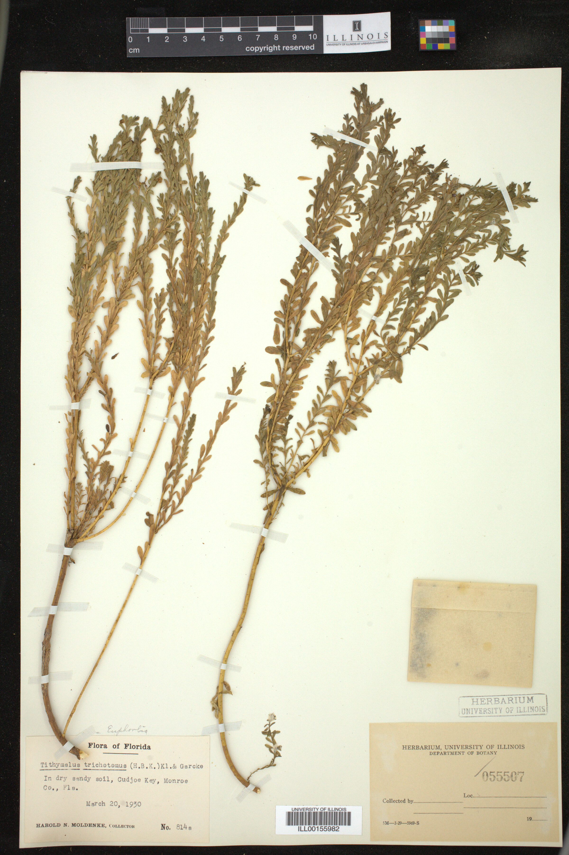 Euphorbia trichotoma image