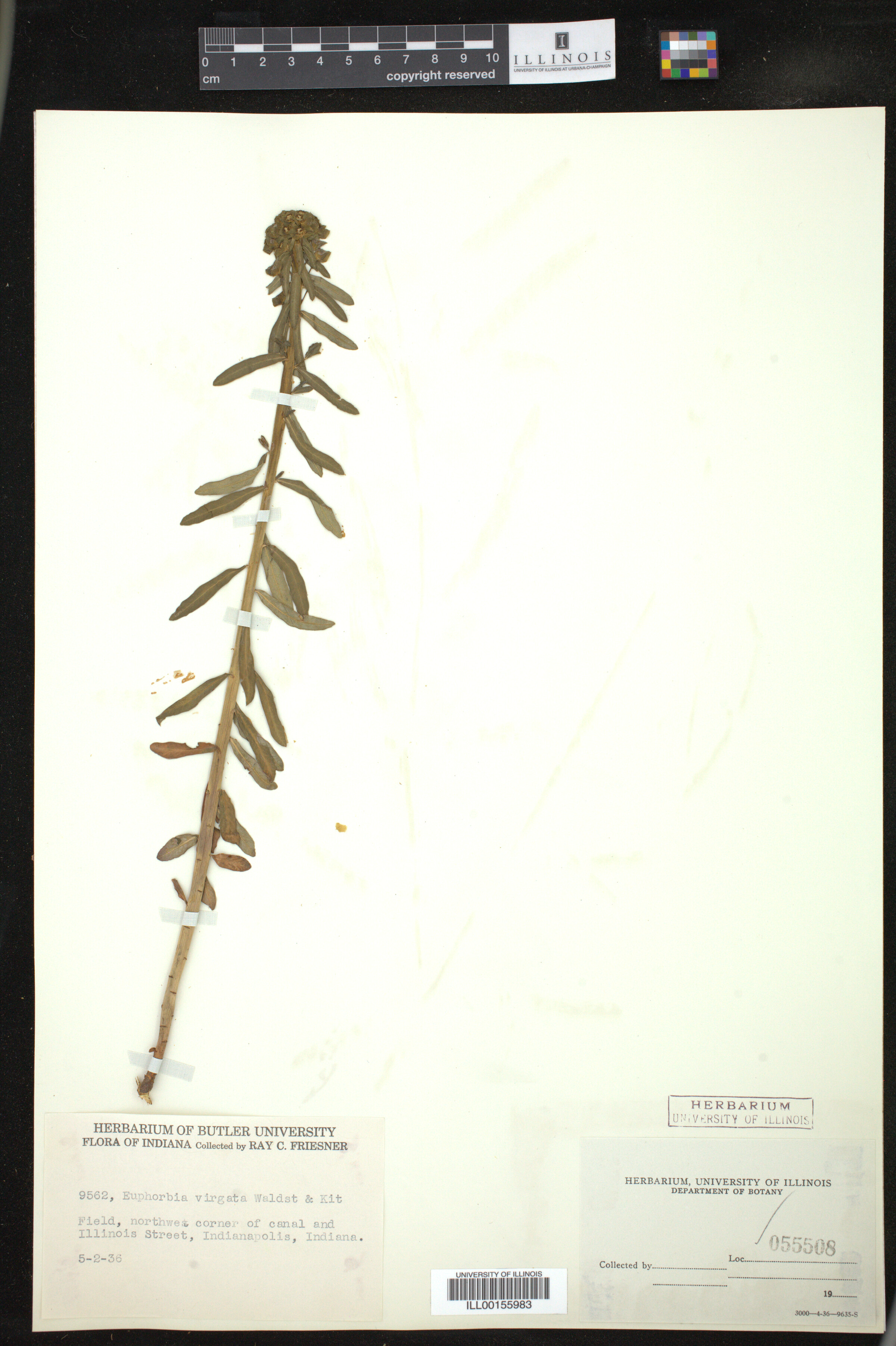 Euphorbia virgata image