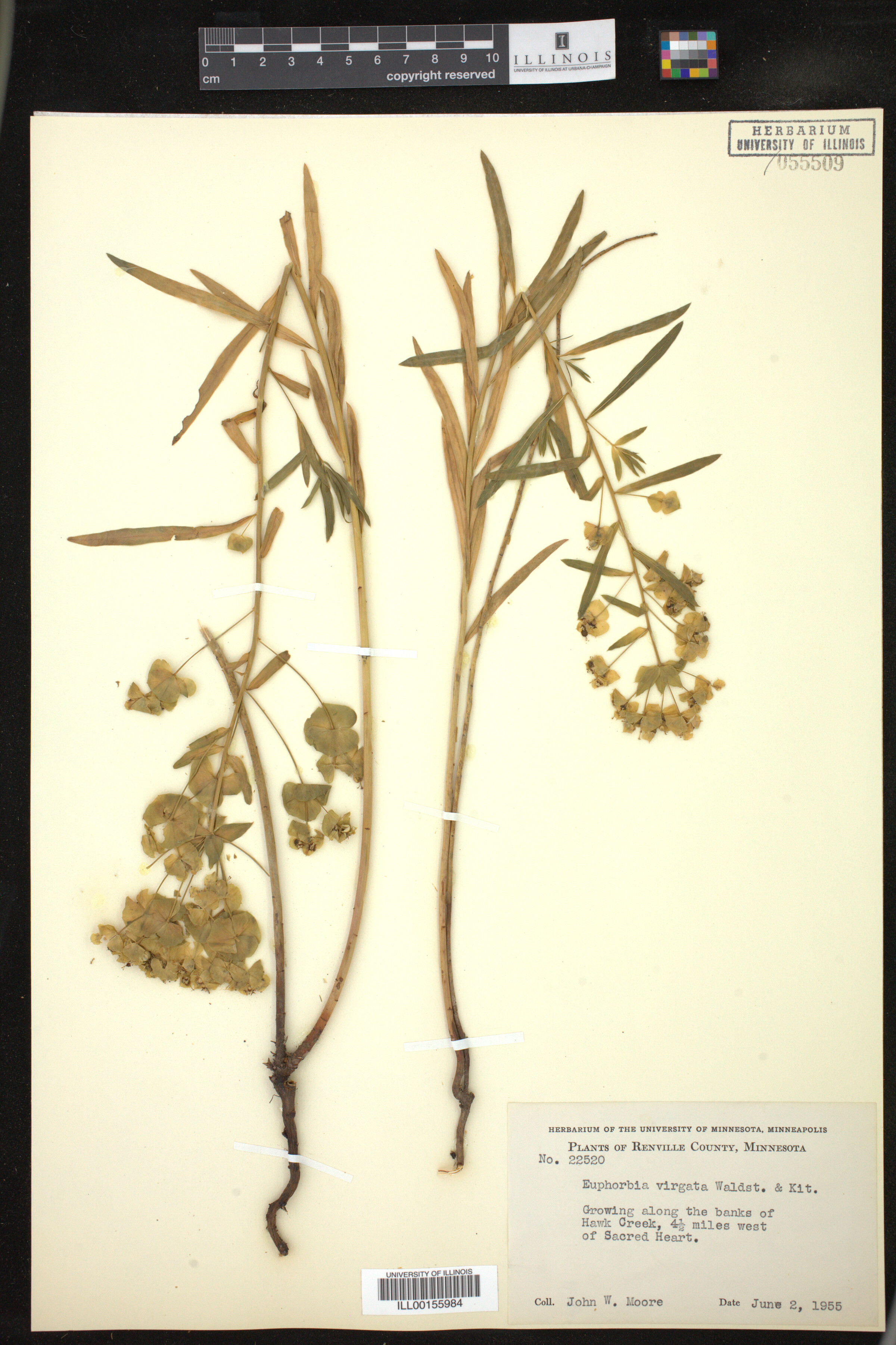 Euphorbia virgata image