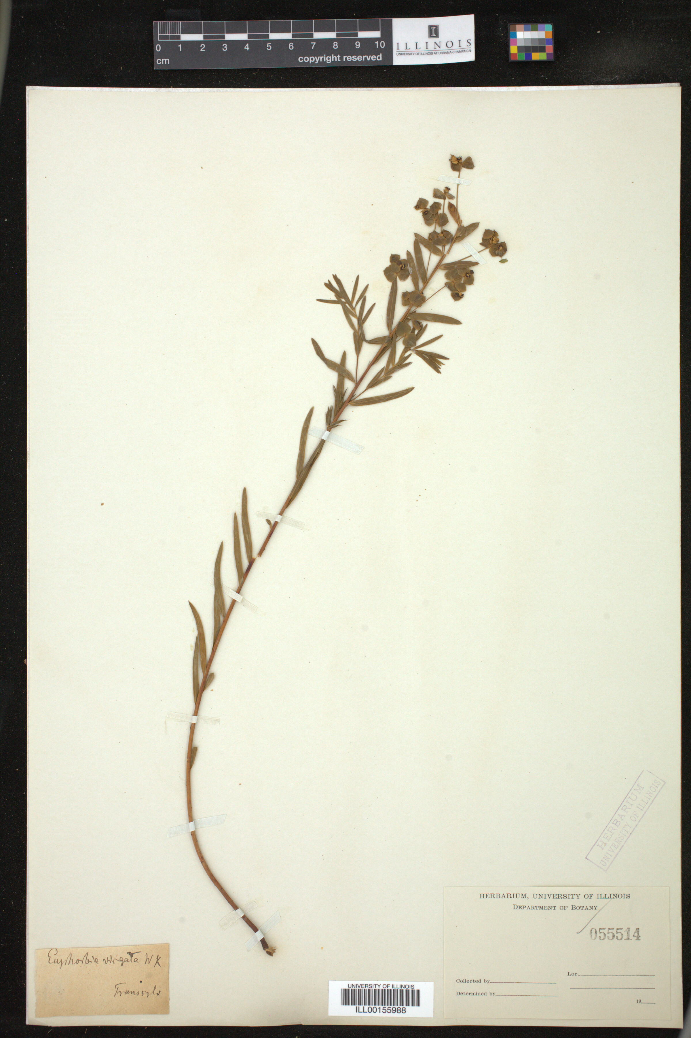 Euphorbia virgata image