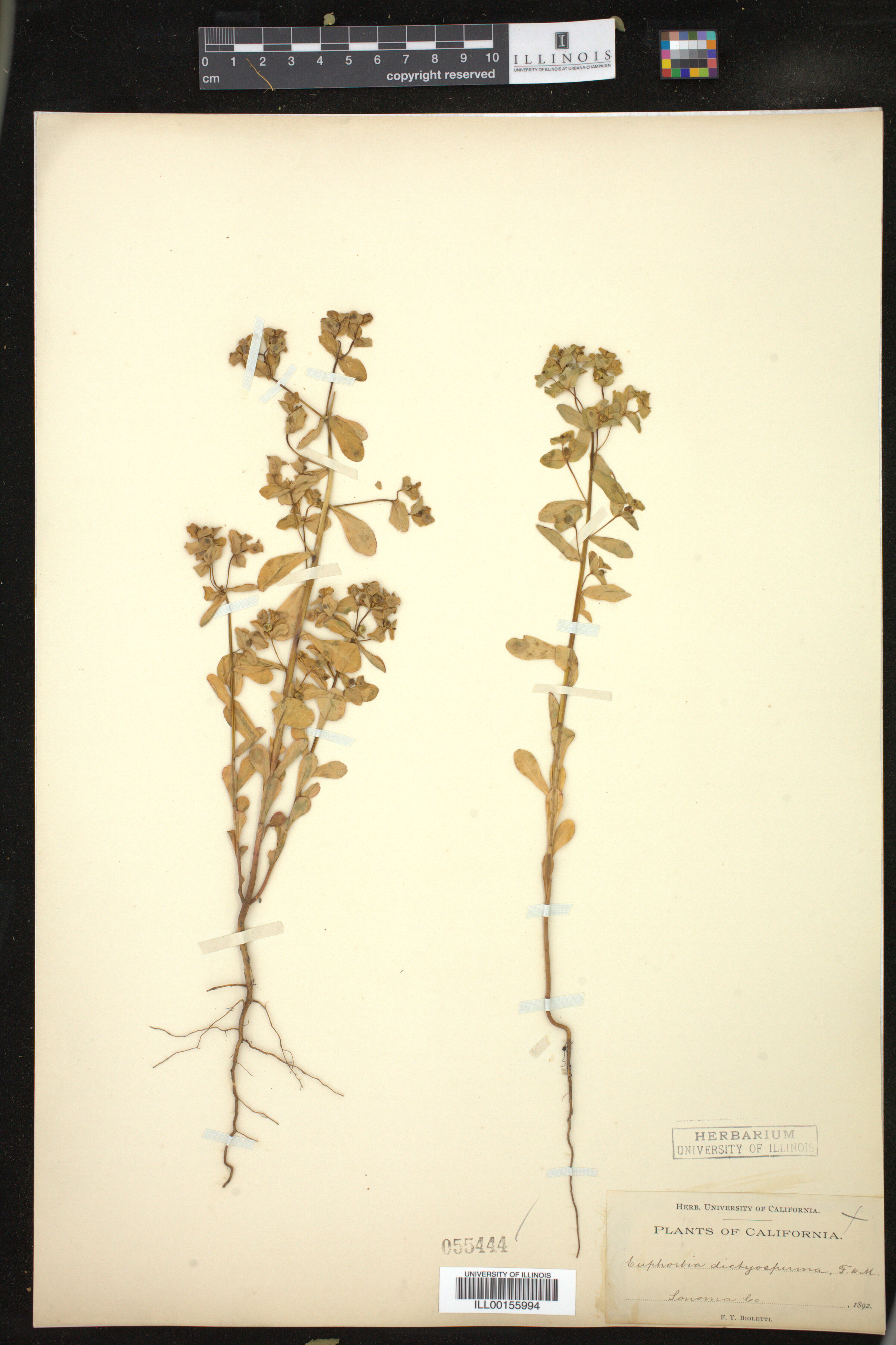 Euphorbia spathulata image