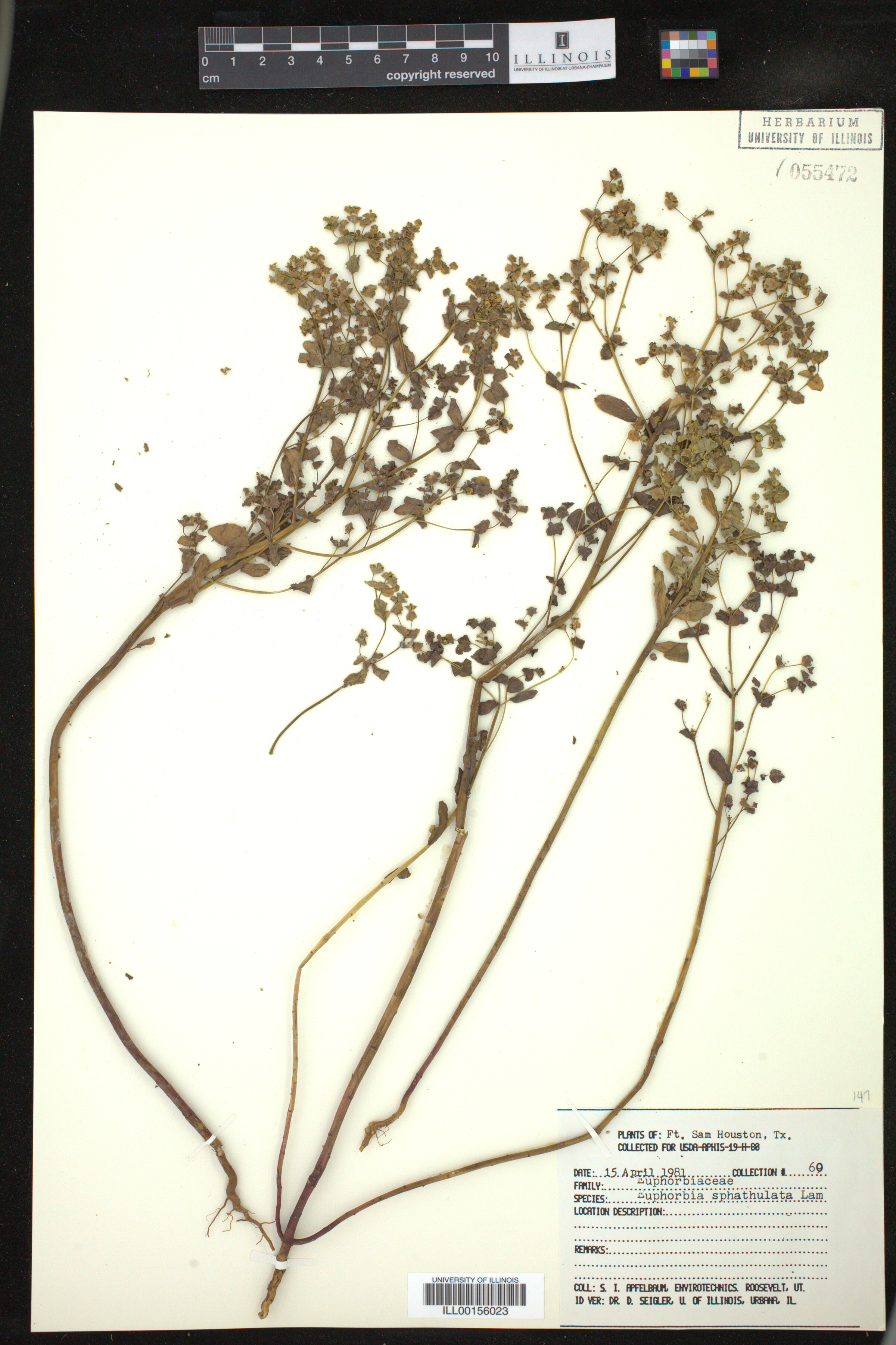 Euphorbia spathulata image