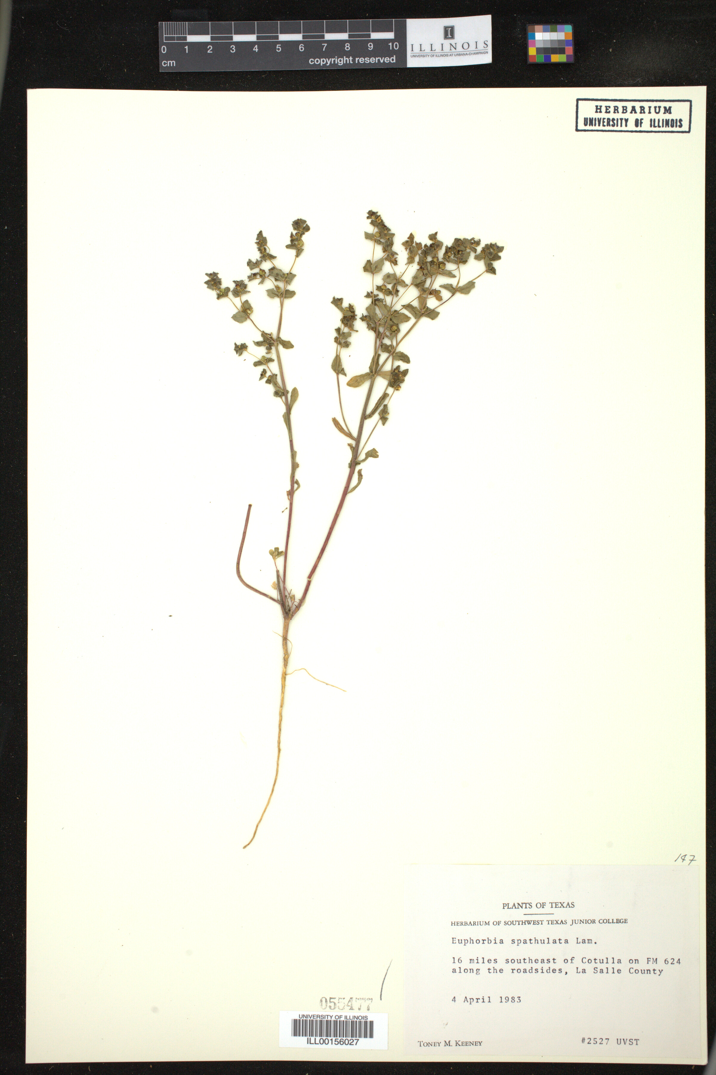 Euphorbia spathulata image