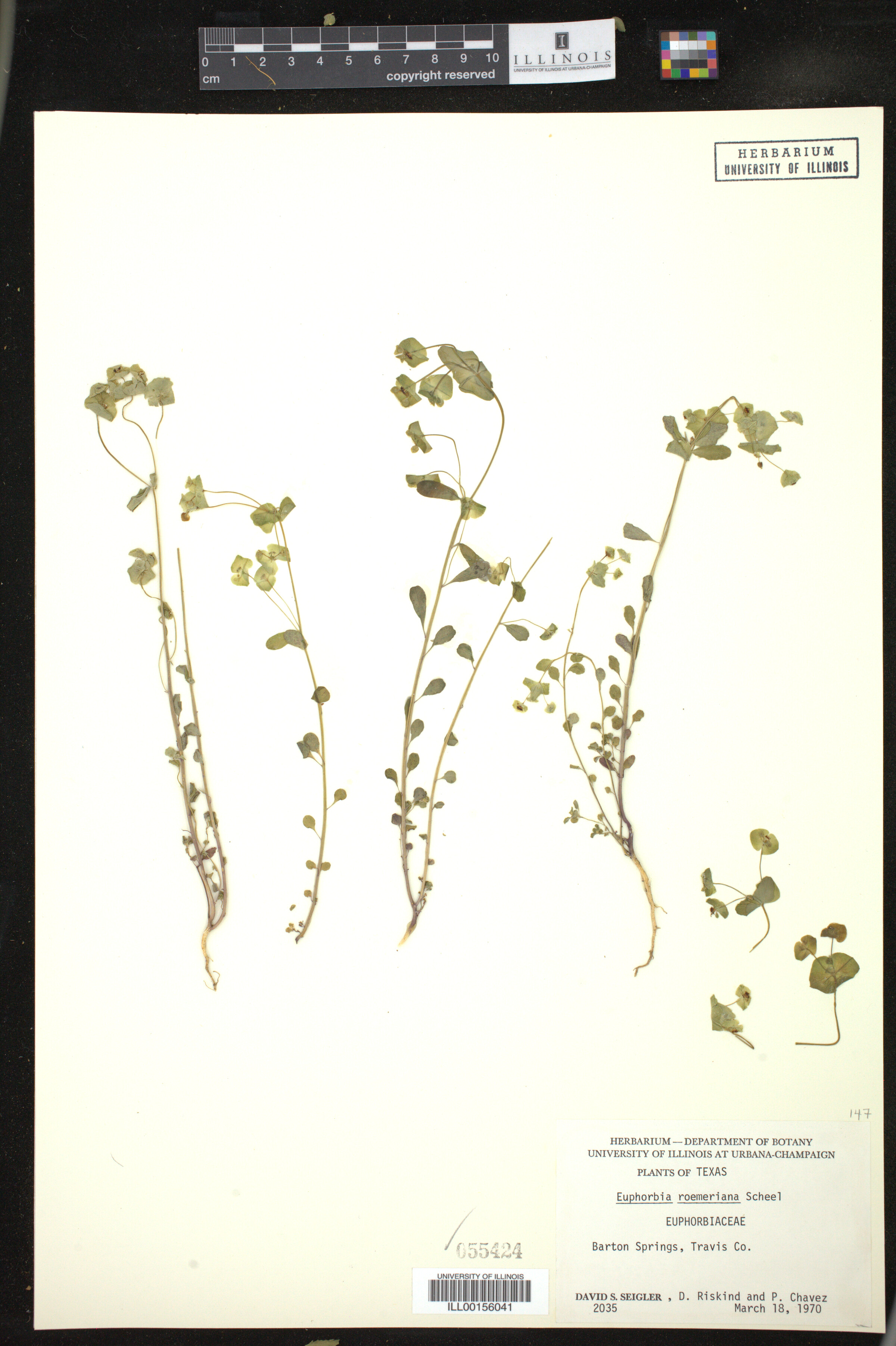 Euphorbia roemeriana image