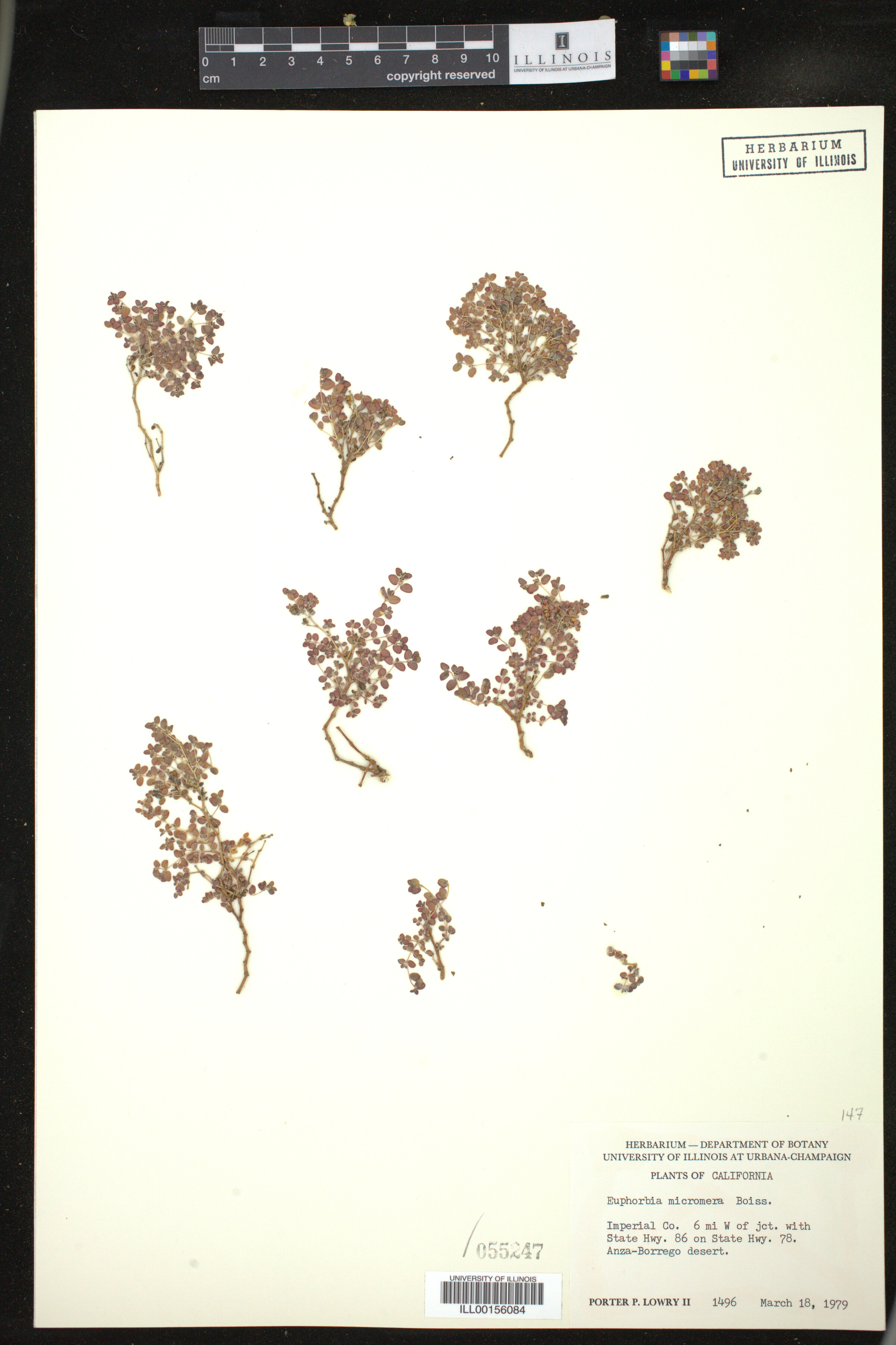 Euphorbia micromera image