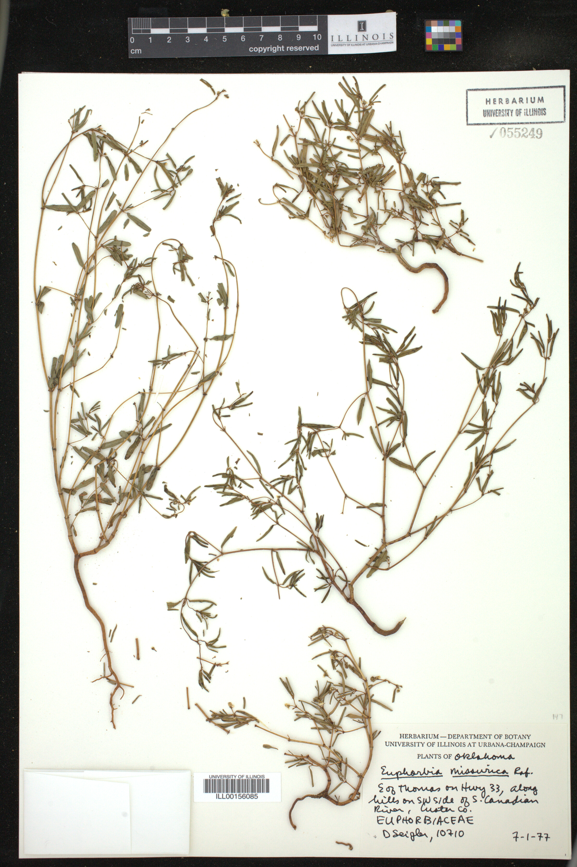 Euphorbia missurica image