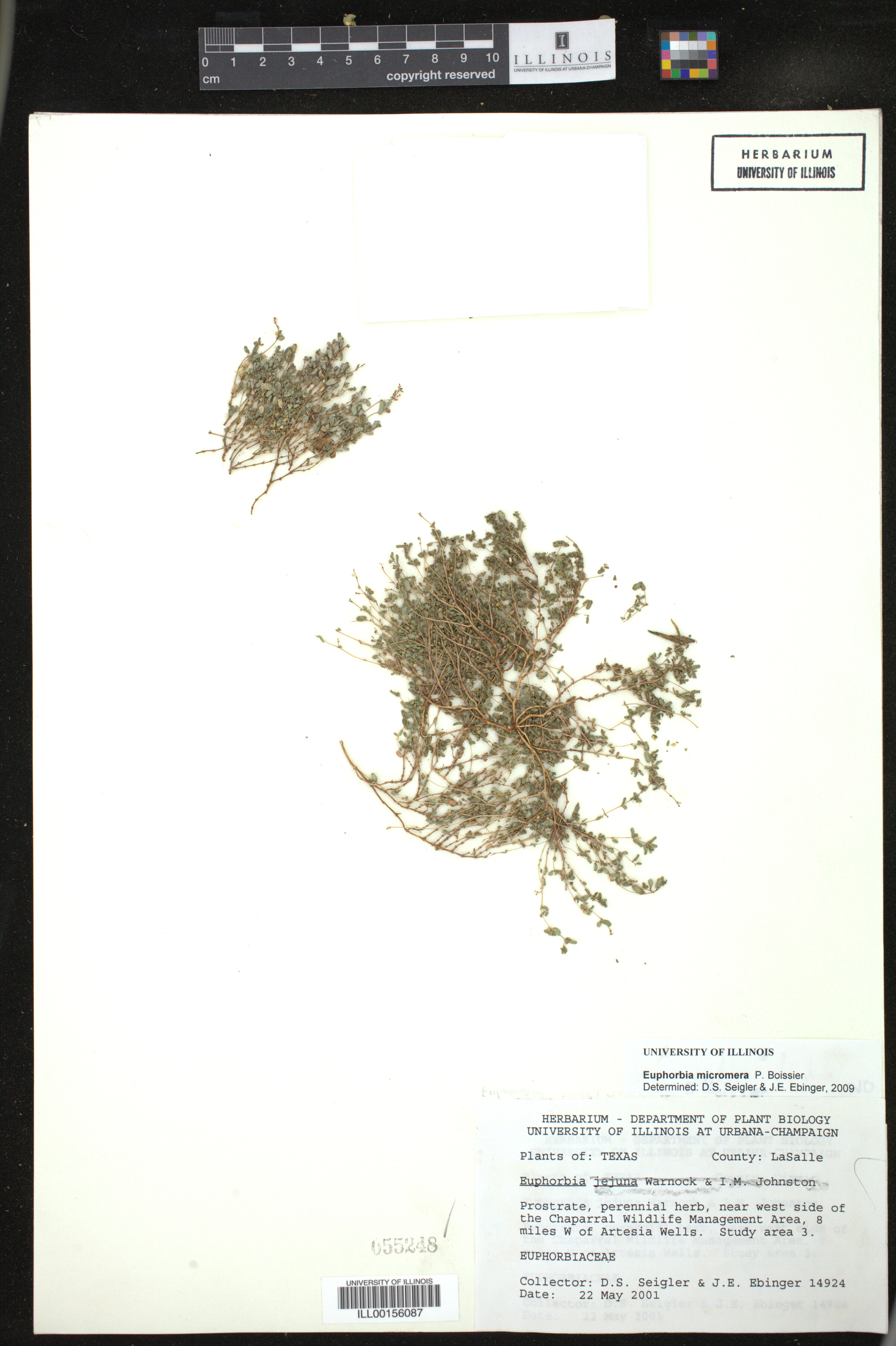 Euphorbia micromera image