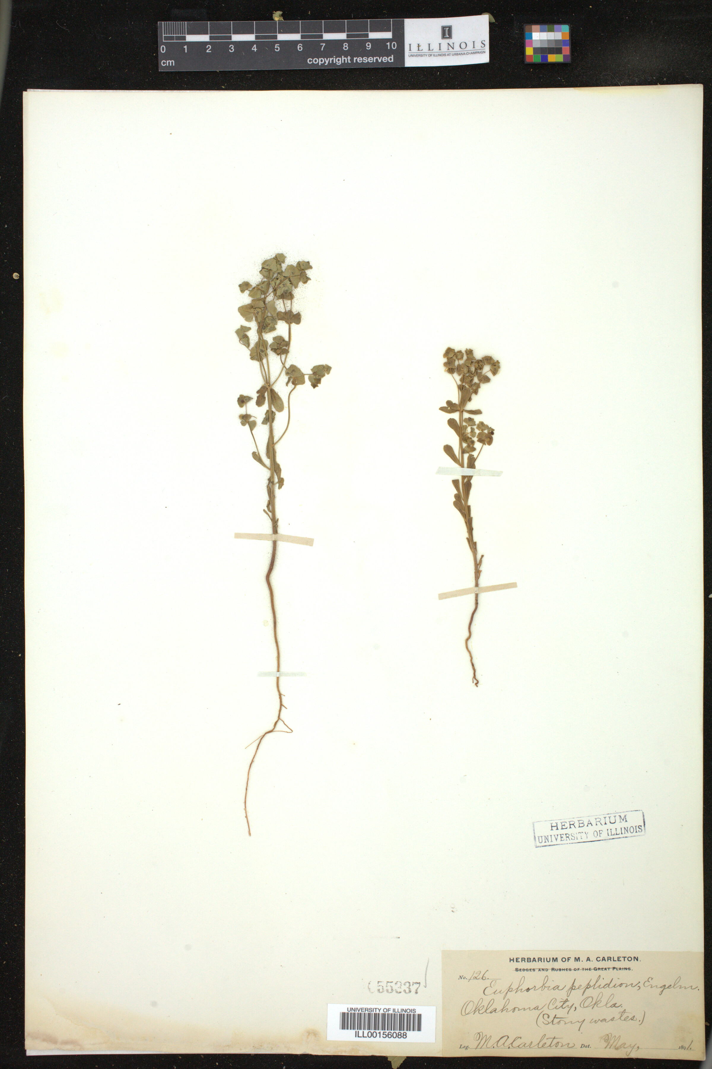 Euphorbia peplidion image