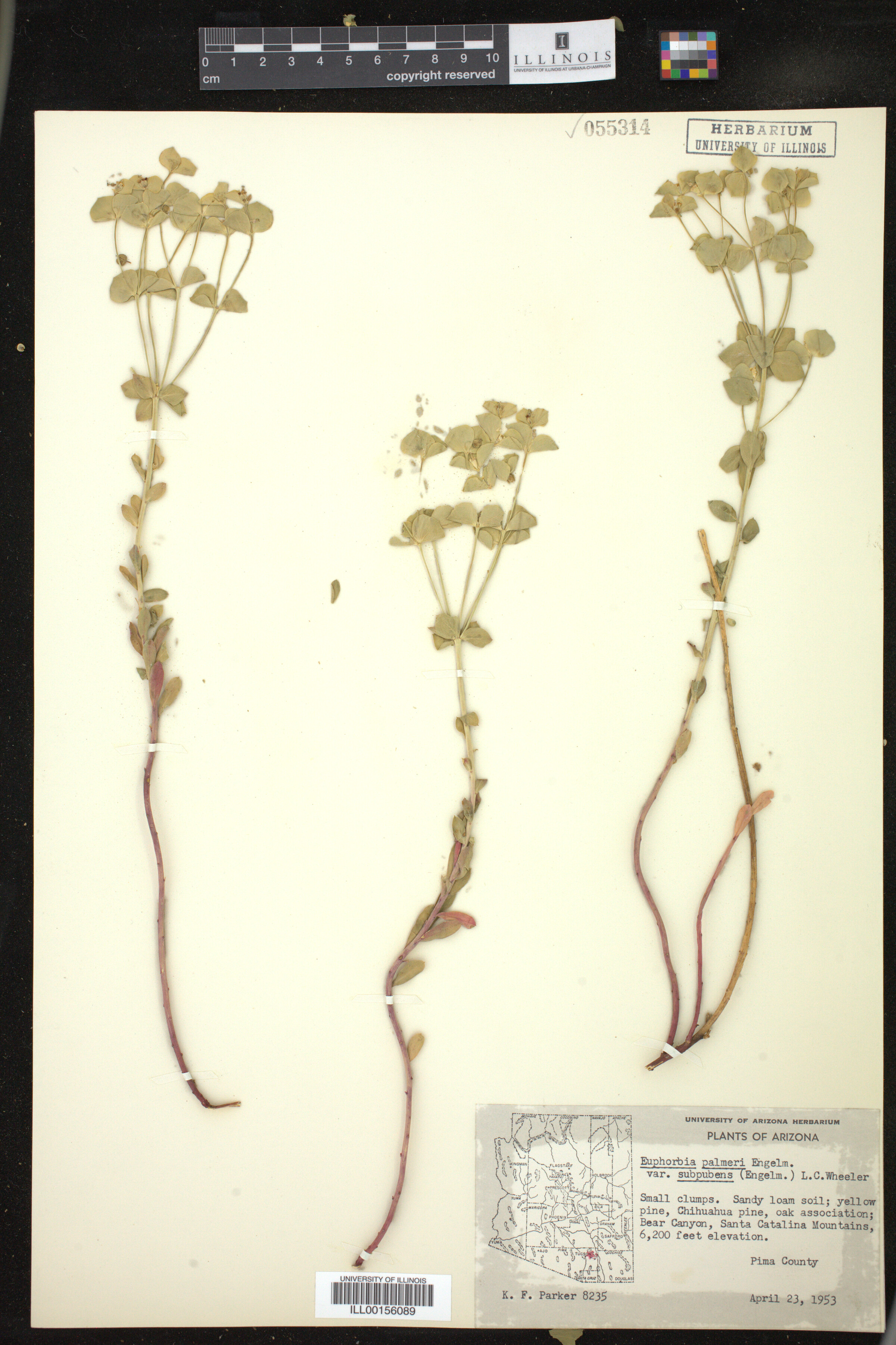 Euphorbia lurida image