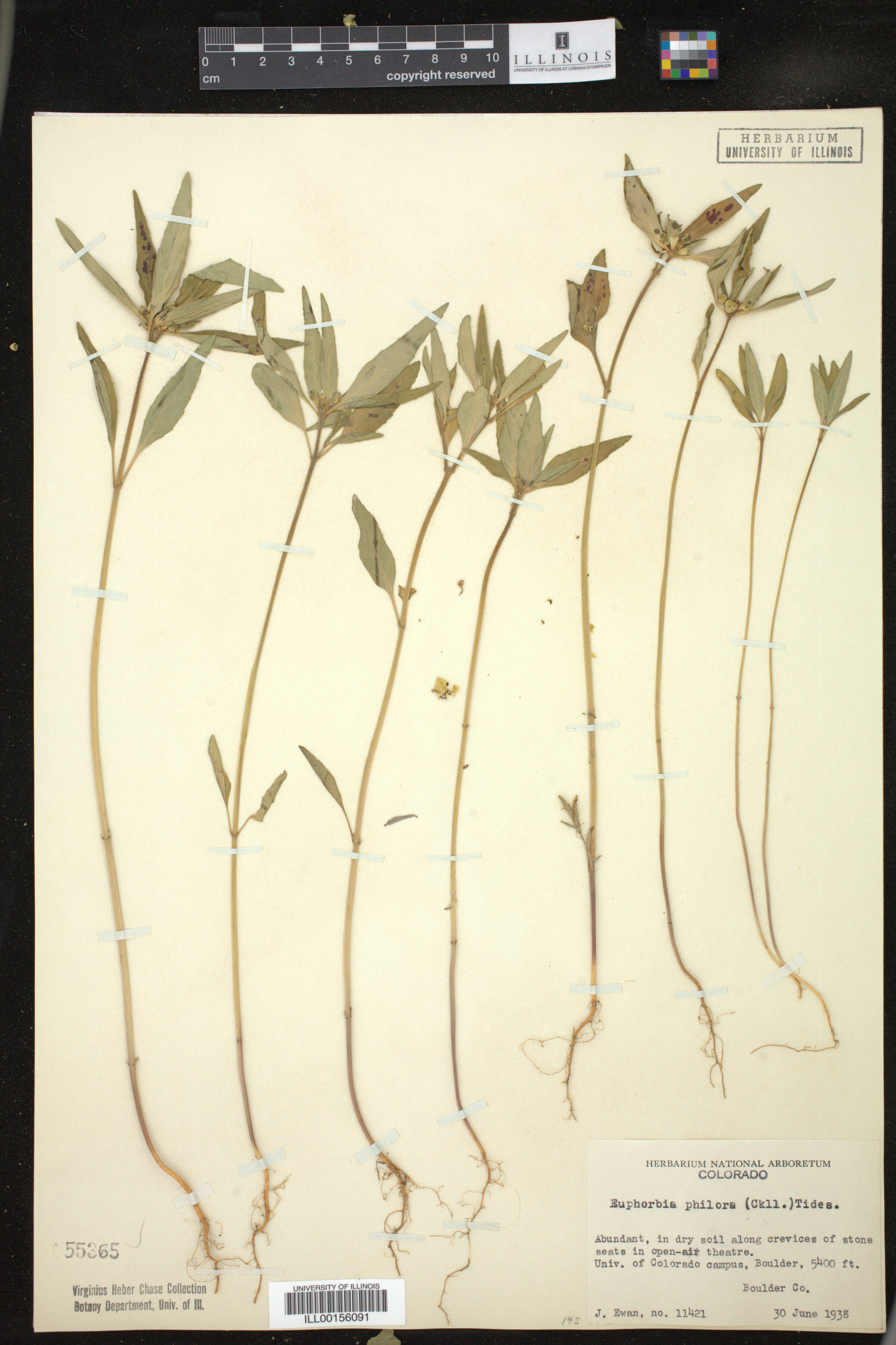 Euphorbia brachycera image