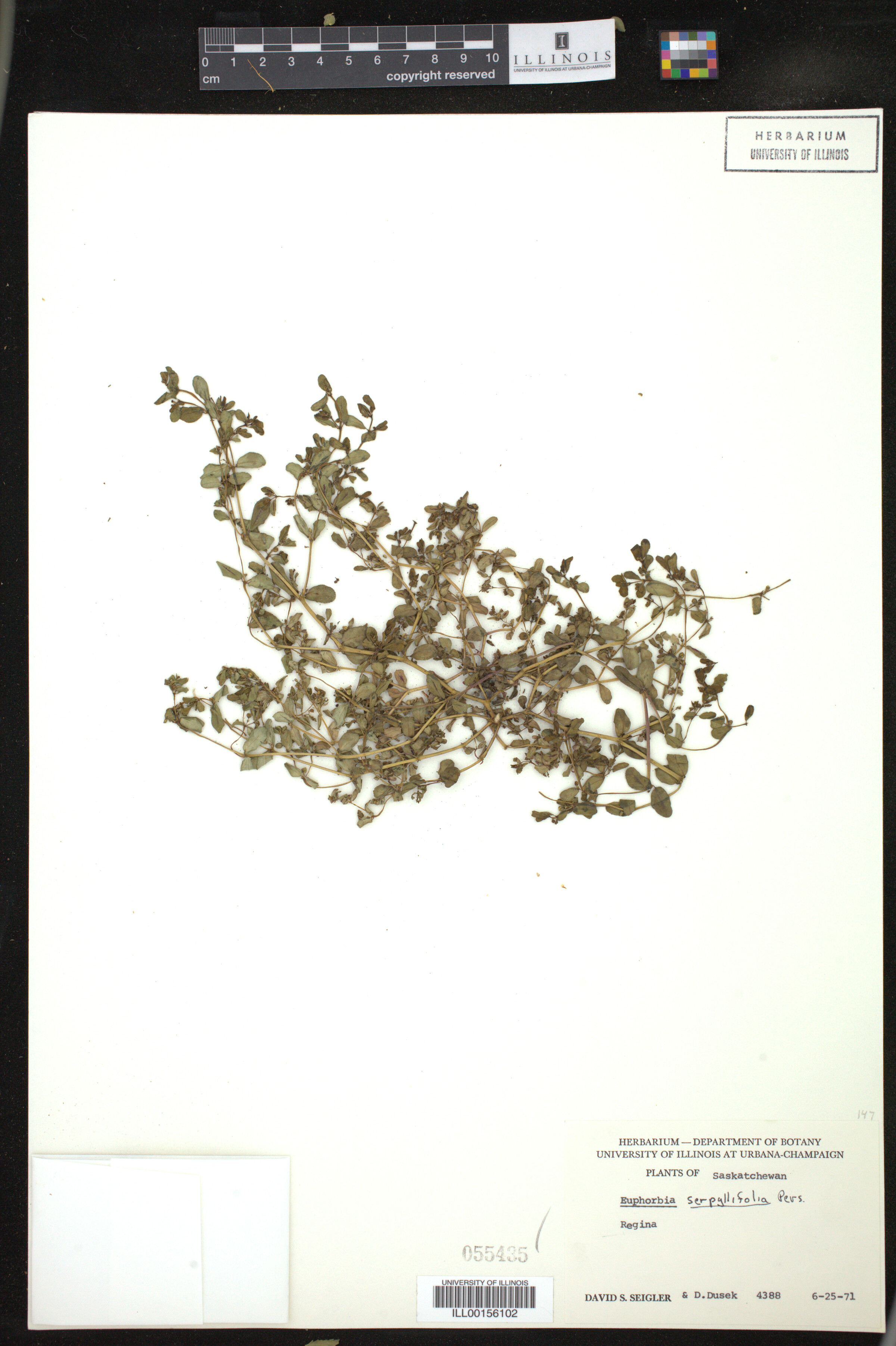 Euphorbia serpyllifolia image