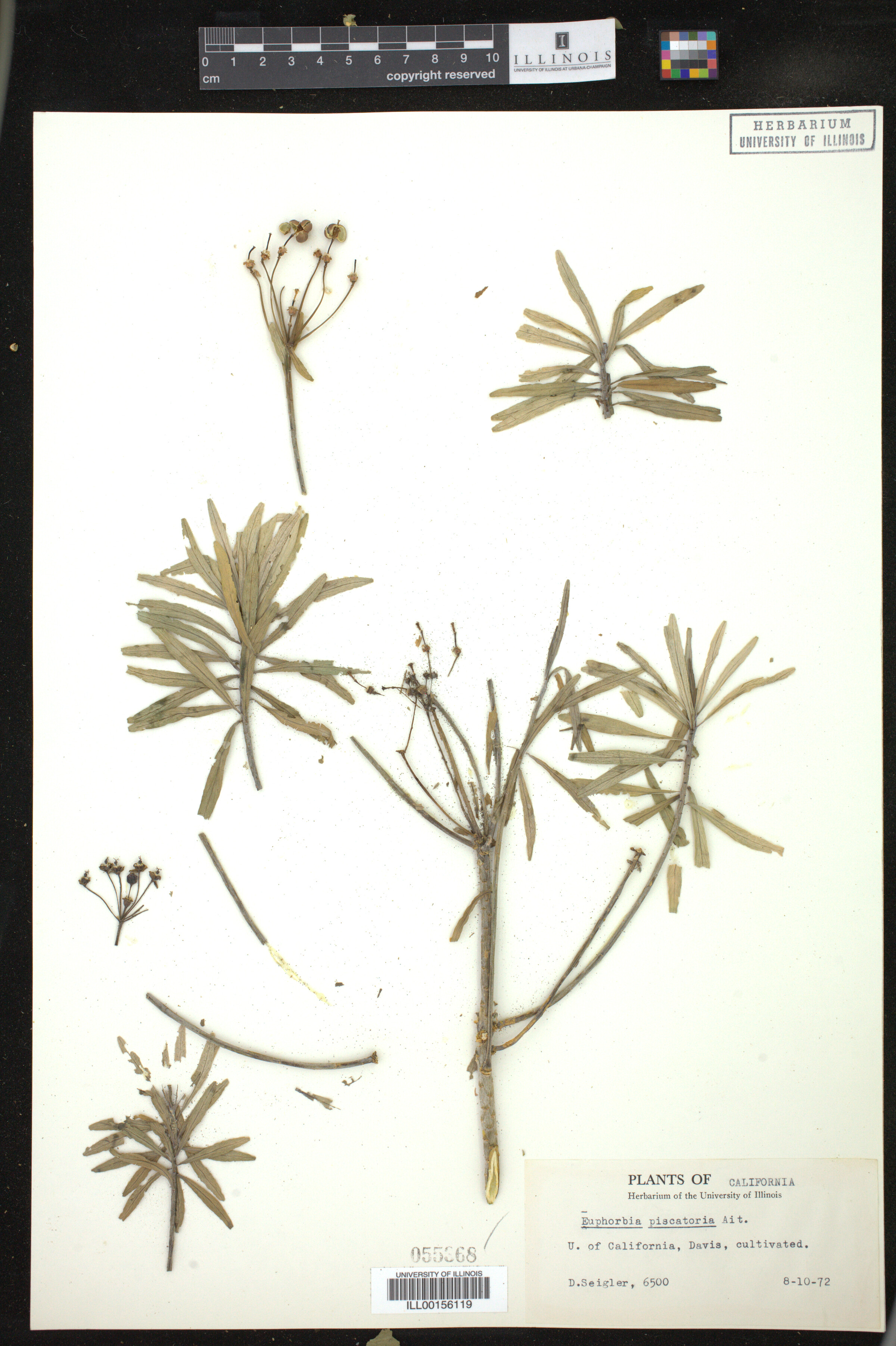 Euphorbia piscatoria image