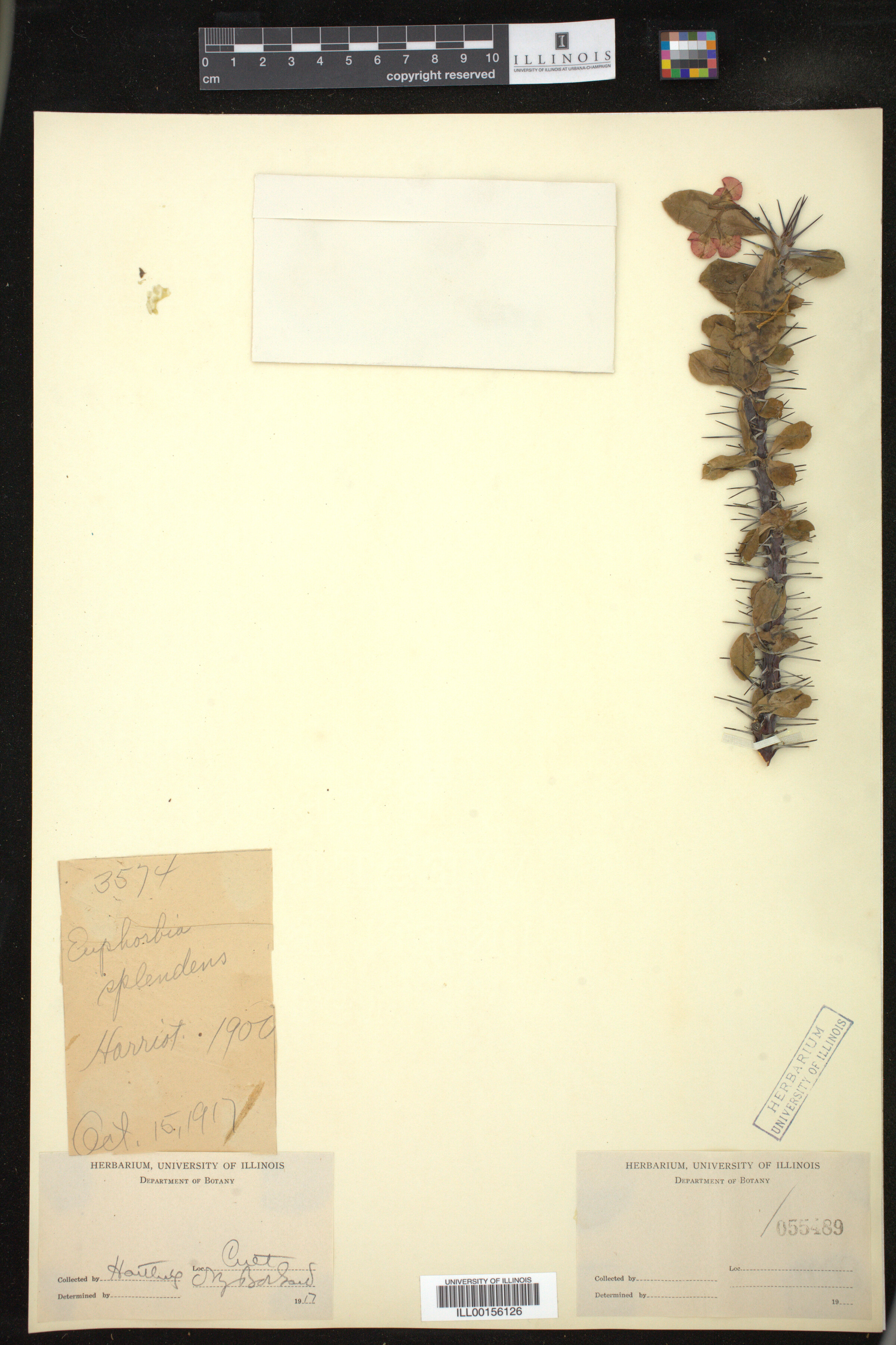 Euphorbia splendens image