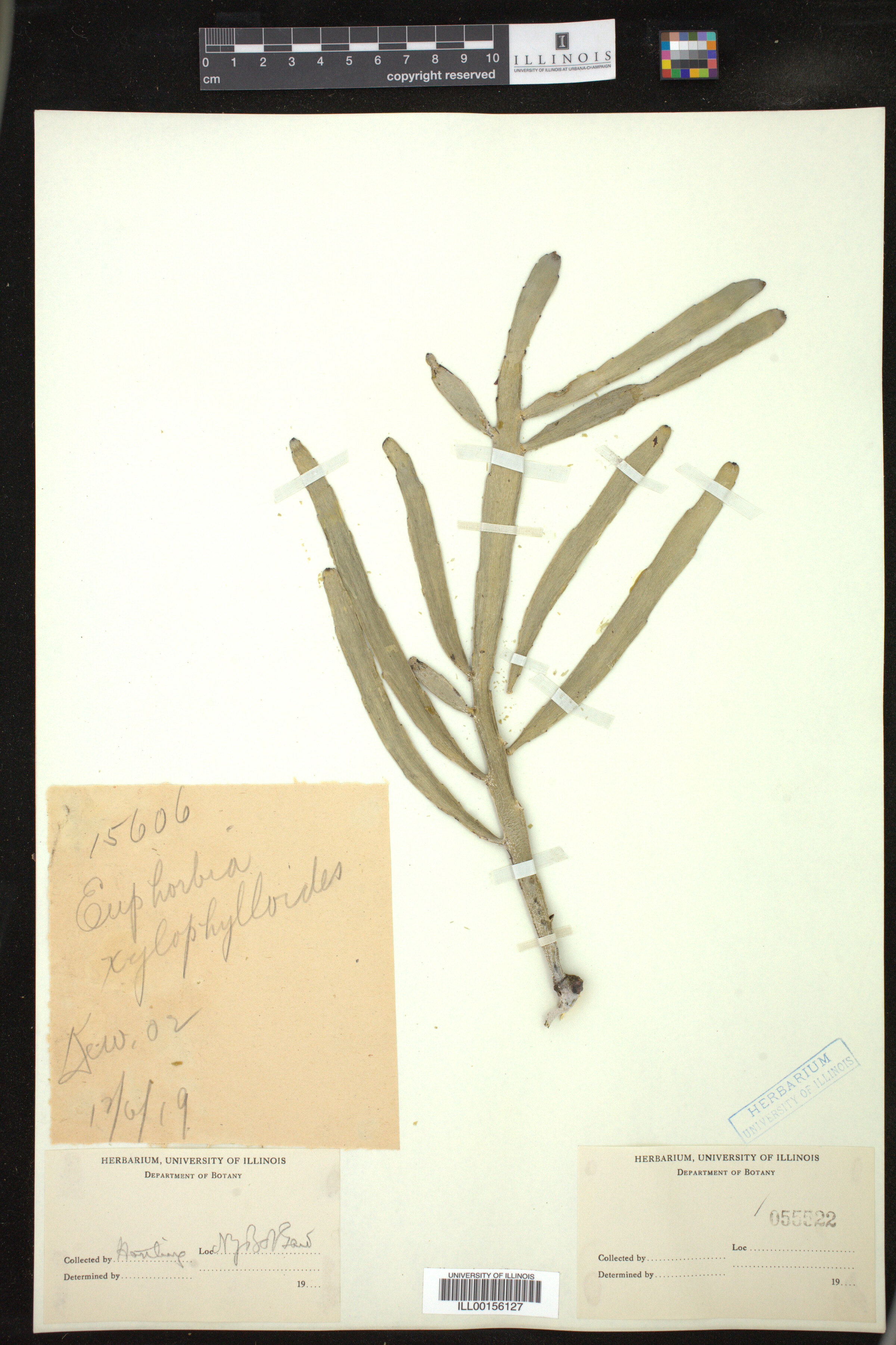 Euphorbia xylophylloides image