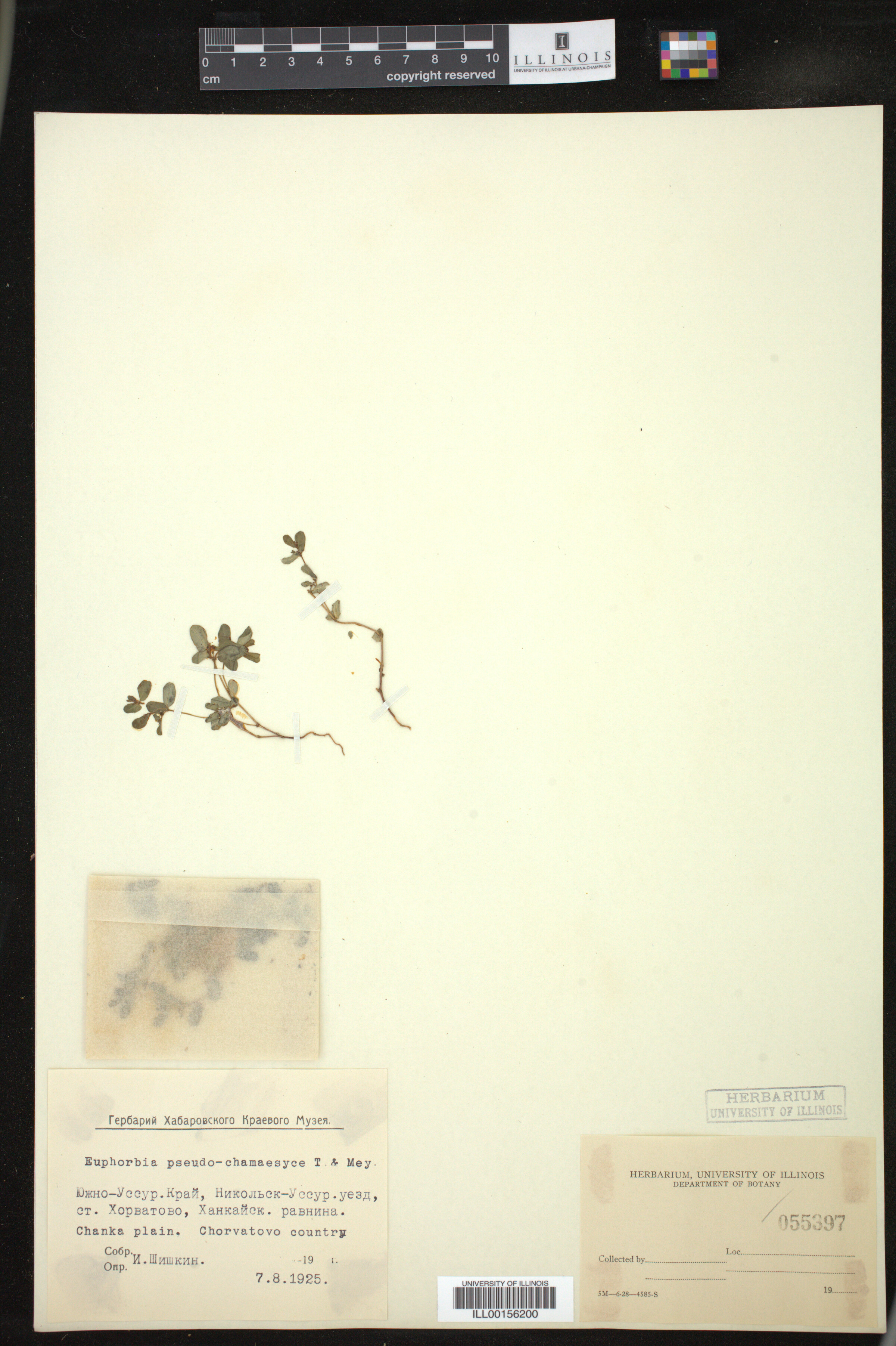 Euphorbia humifusa image