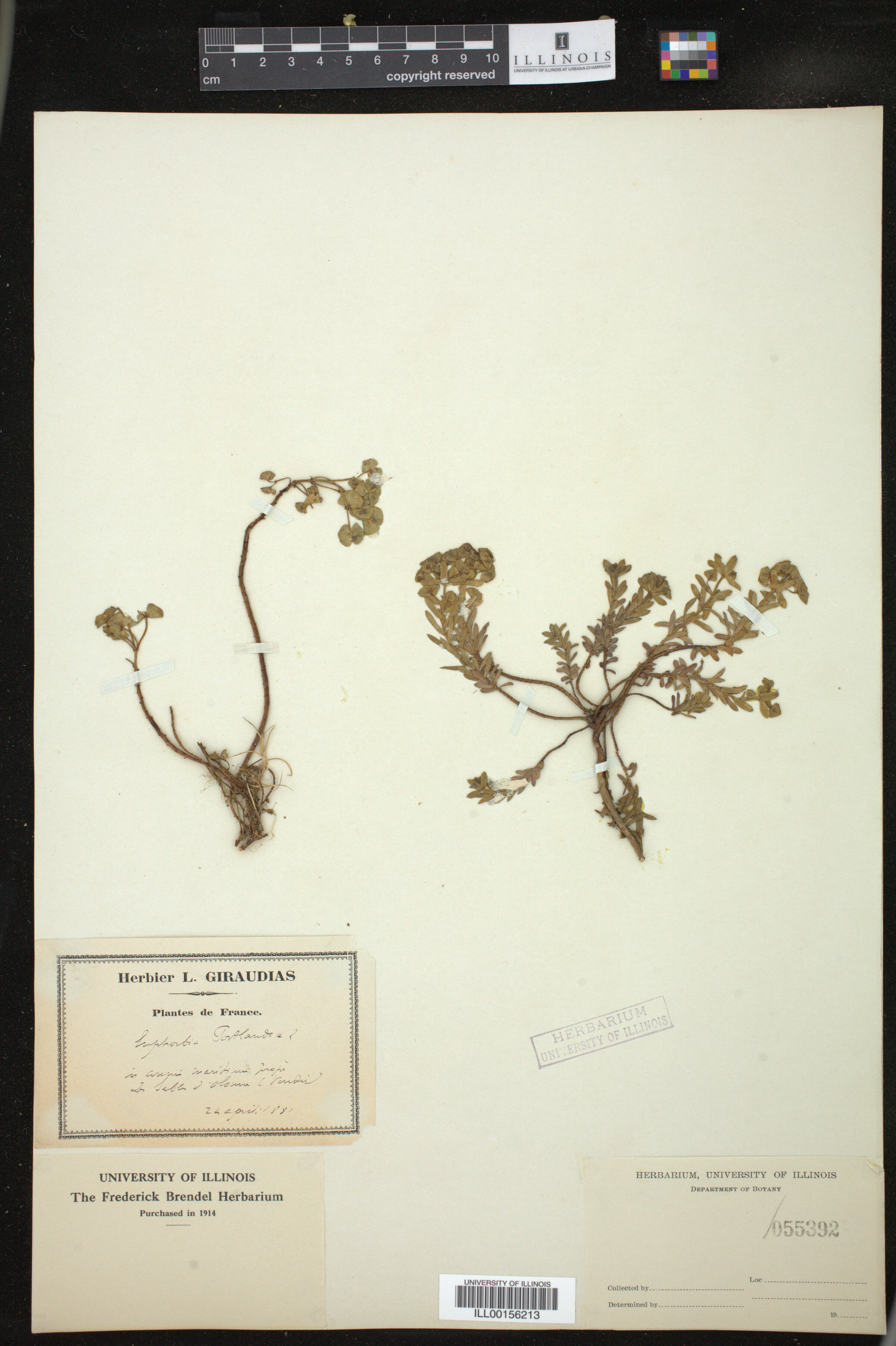 Euphorbia portlandica image