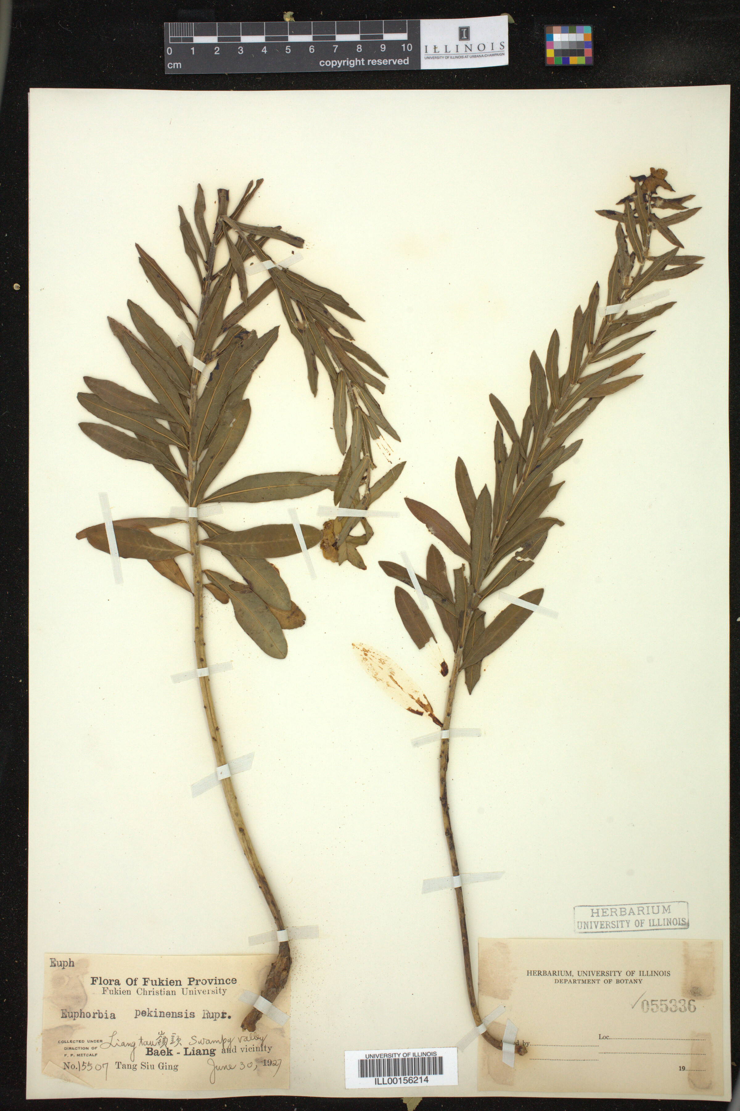 Euphorbia pekinensis image