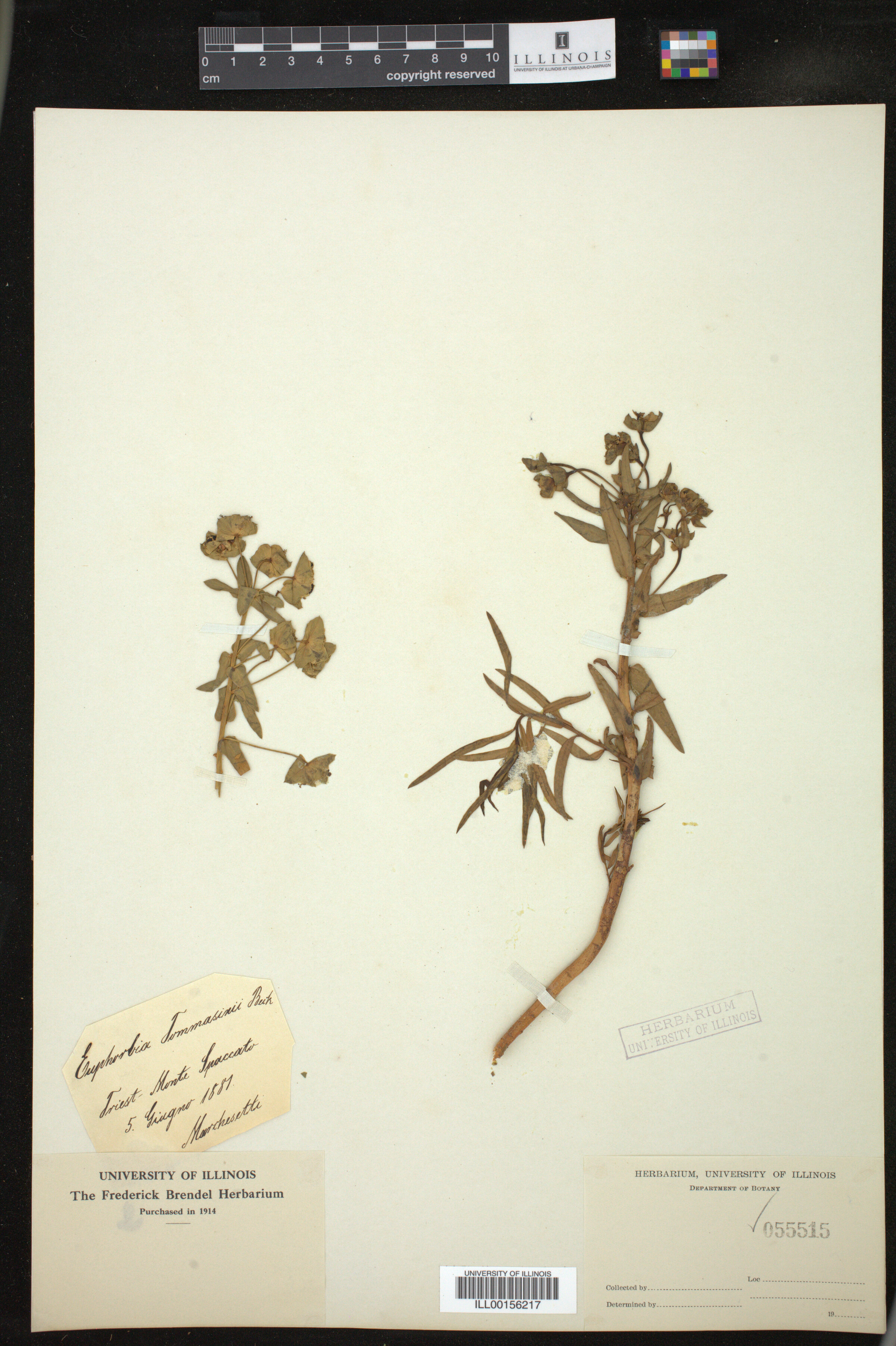 Euphorbia tommasiniana image