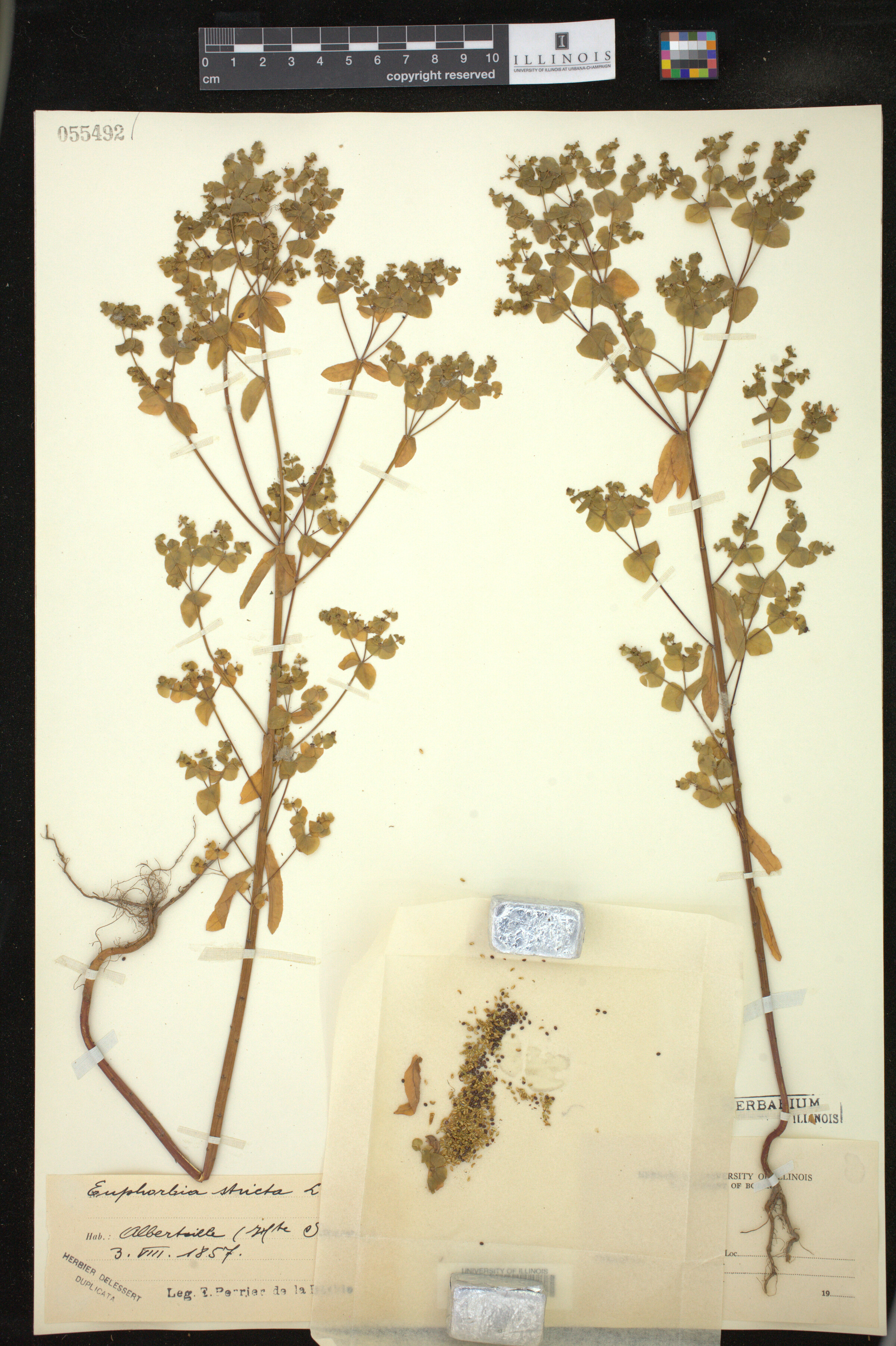 Euphorbia stricta image