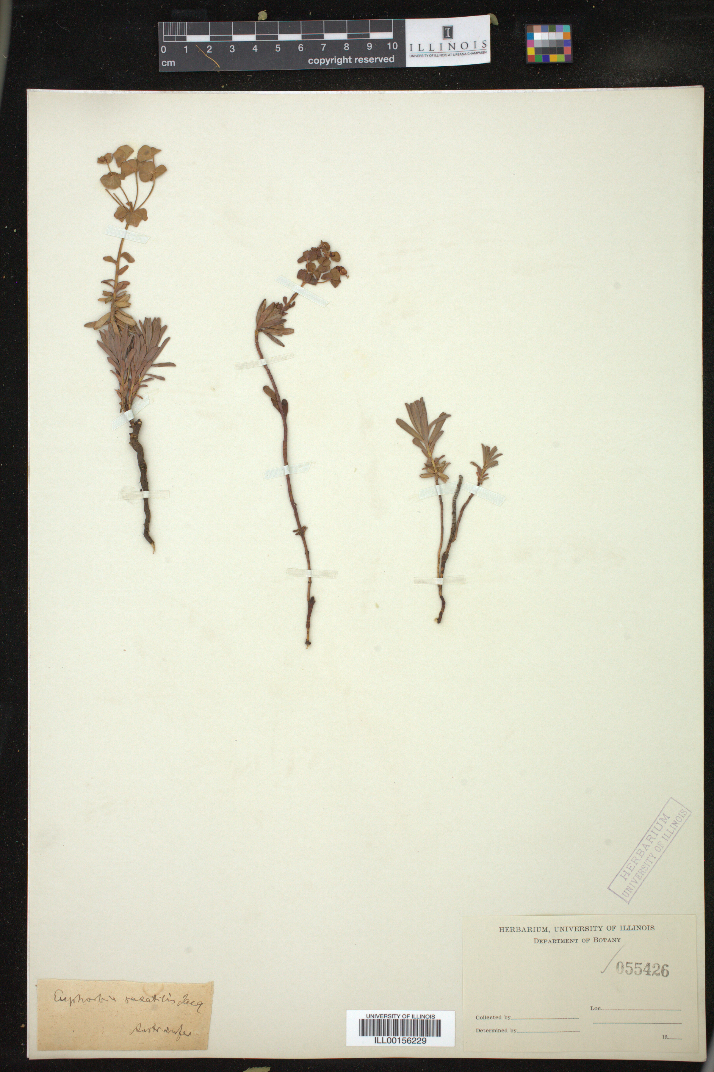 Euphorbia saxatilis image