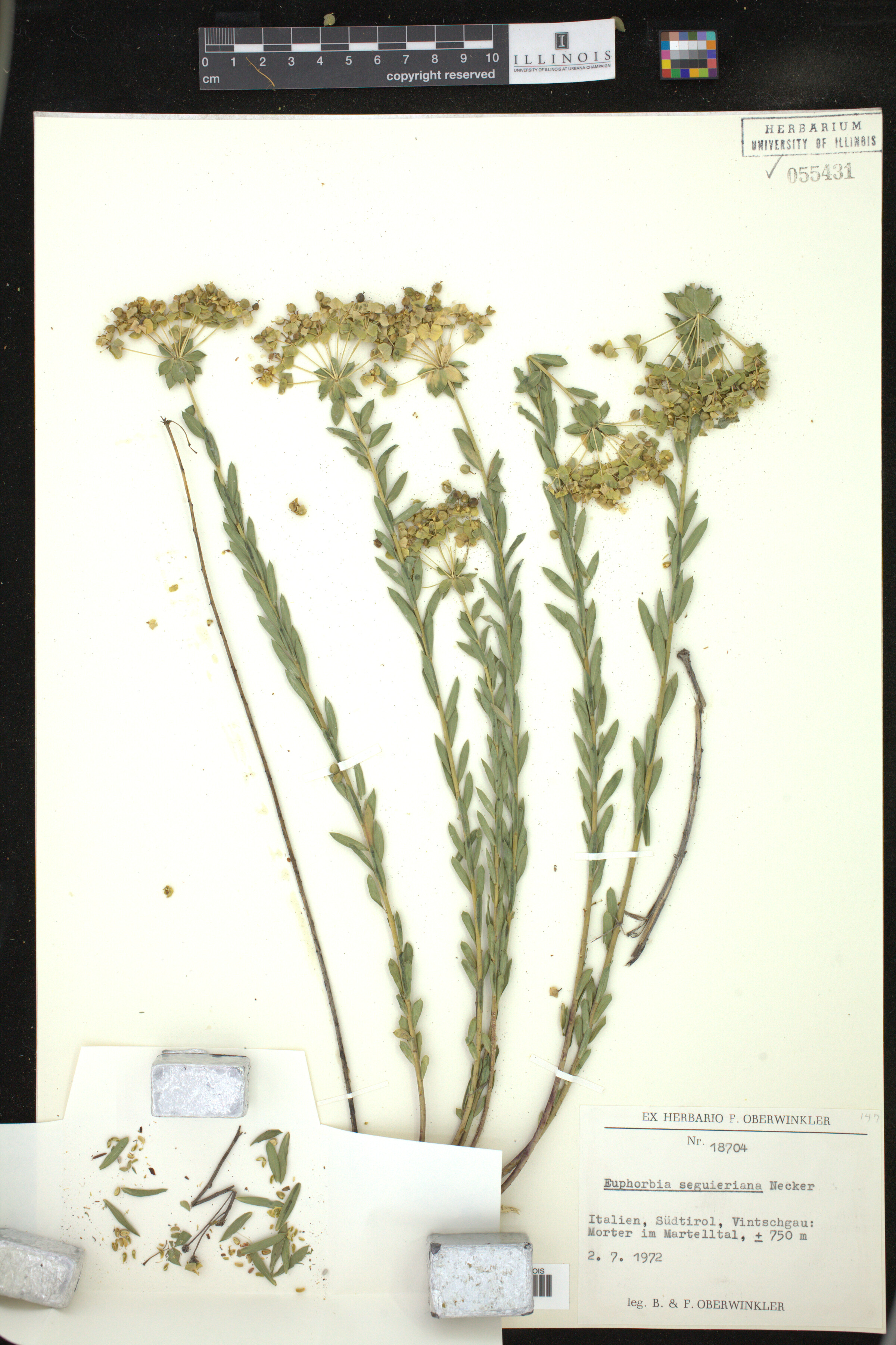 Euphorbia seguieriana image