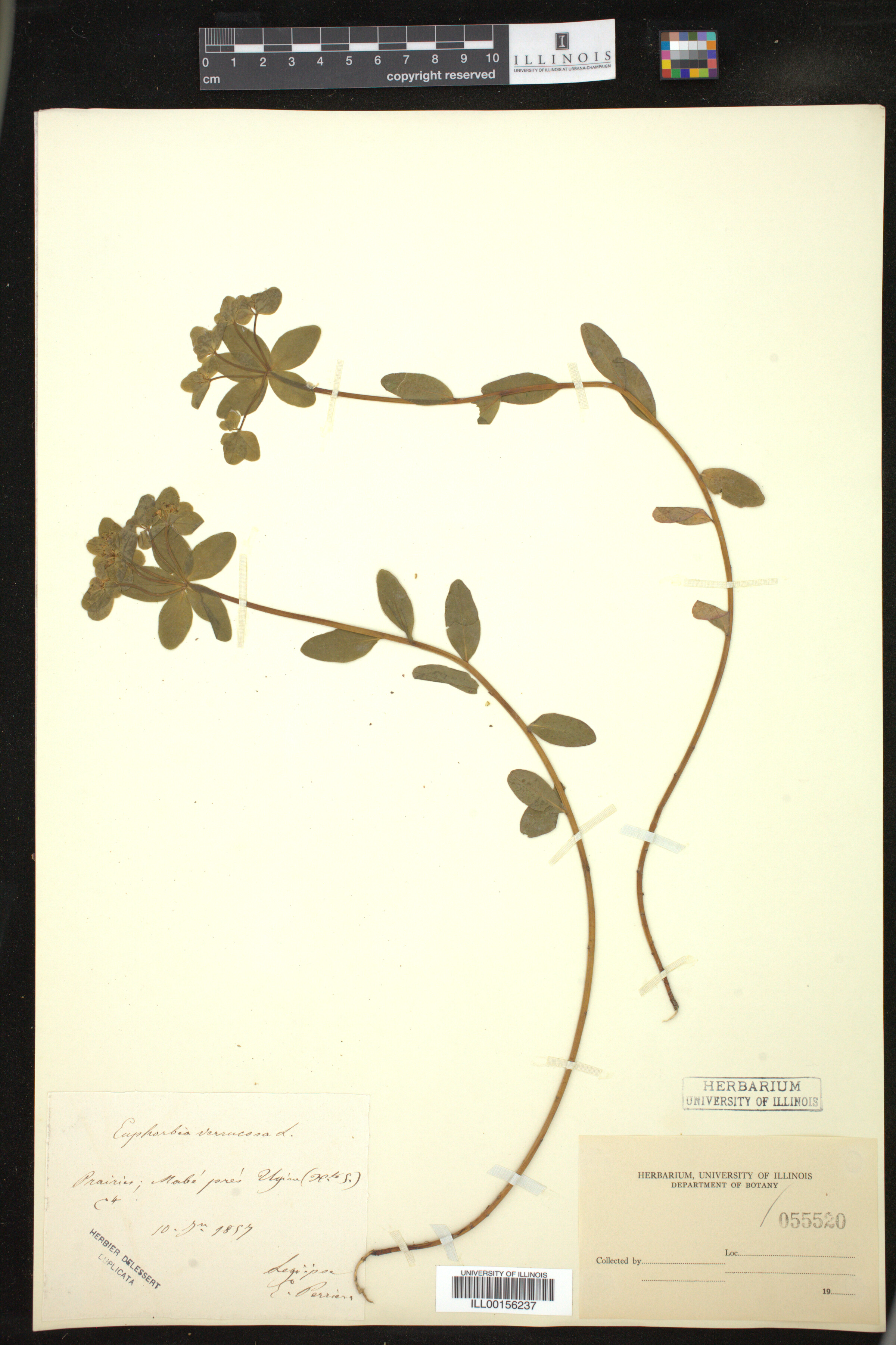 Euphorbia verrucosa image