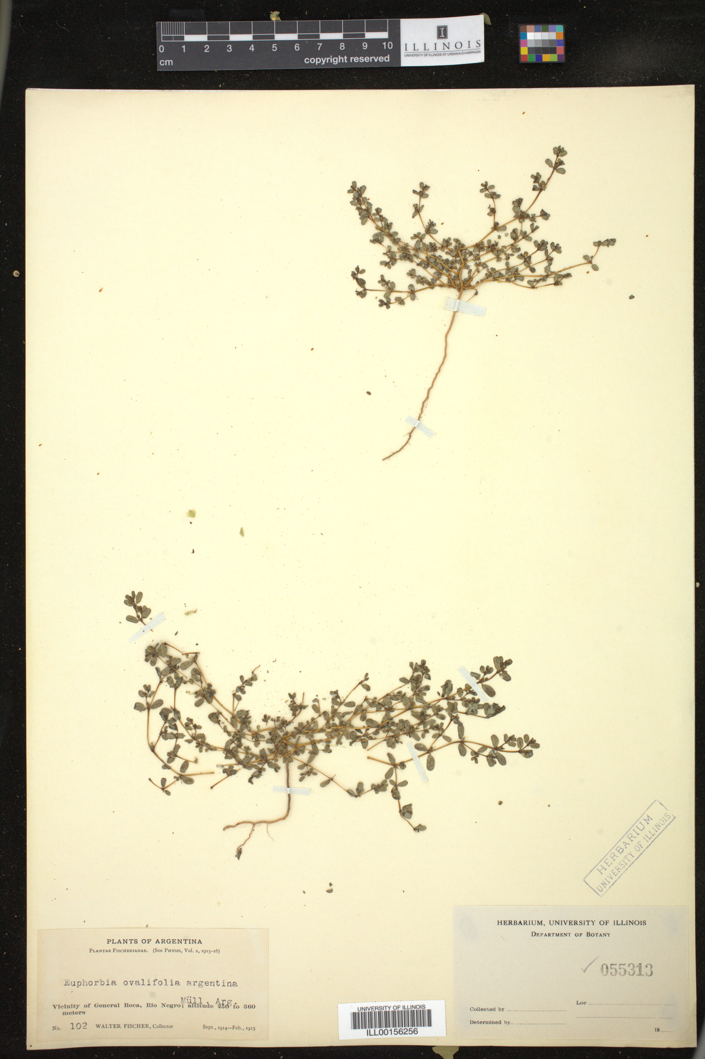Euphorbia ovalifolia image