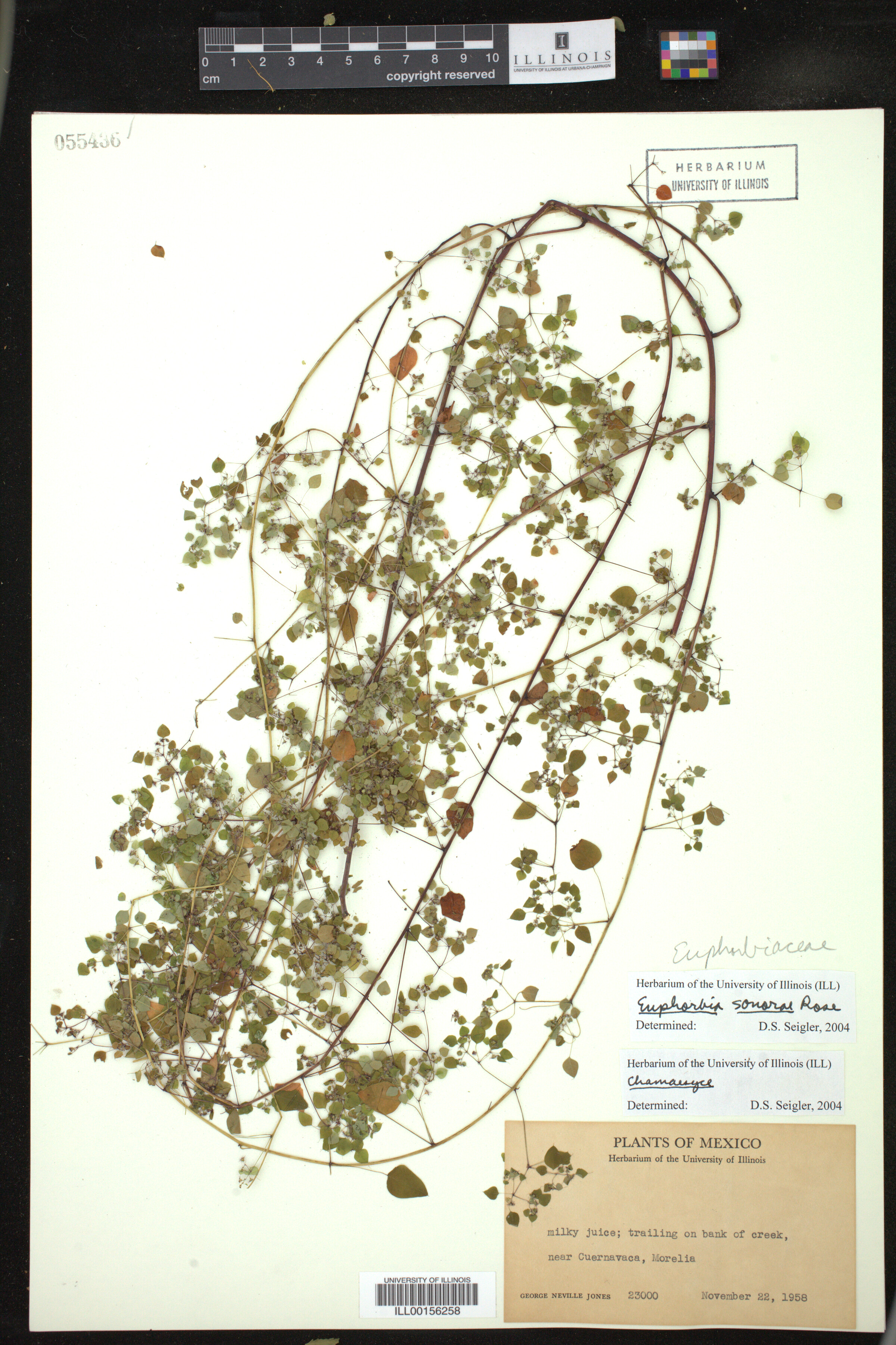 Euphorbia sonorae image